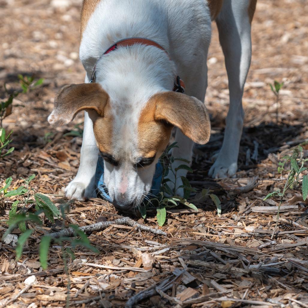 Enlarge Noodle, a Adoptable mixed breed in Wimberley, TX image 4/6