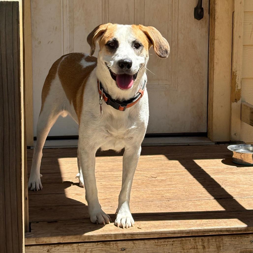 Enlarge Noodle, a Adoptable mixed breed in Wimberley, TX image 5/6