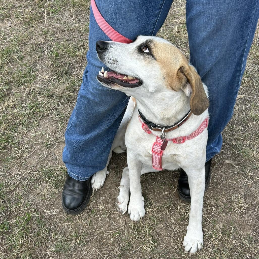 Enlarge Noodle, a Adoptable mixed breed in Wimberley, TX image 6/6