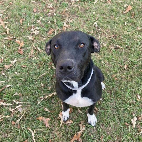 Maine Coon, Adoptable, Adult Female Black Labrador Retriever & Terrier.