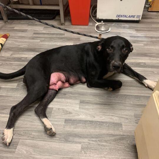 Enlarge Maine Coon, a Adoptable mixed breed in Carencro, LA image 2/3