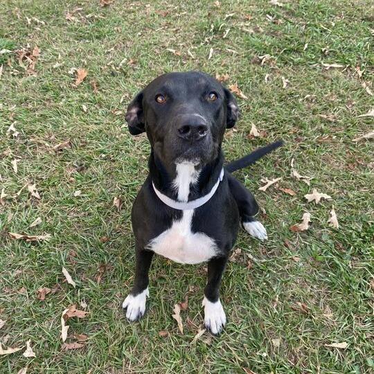Enlarge Maine Coon, a Adoptable mixed breed in Carencro, LA image 3/3