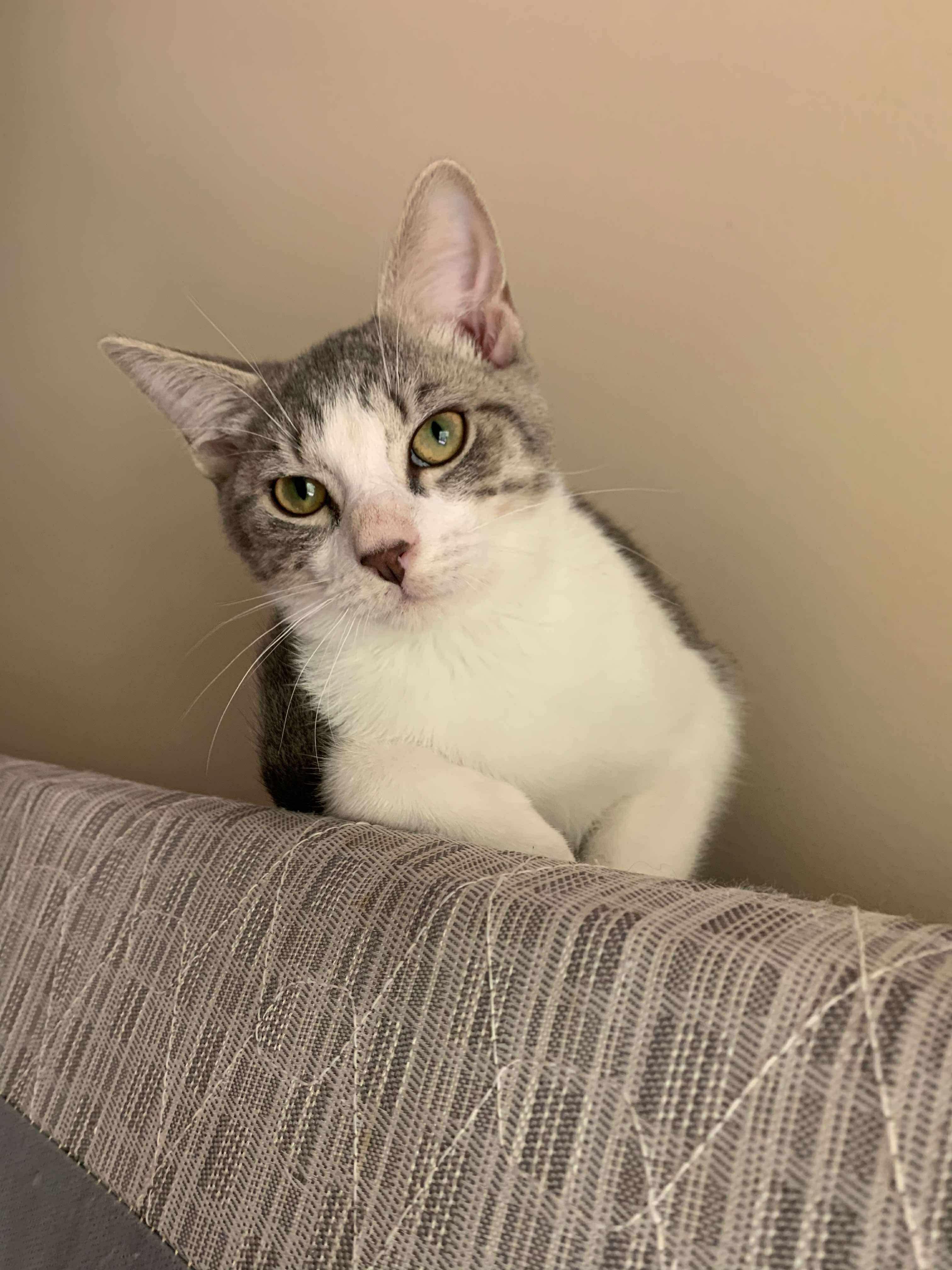 Pepper (Lauren-fostered in TN)