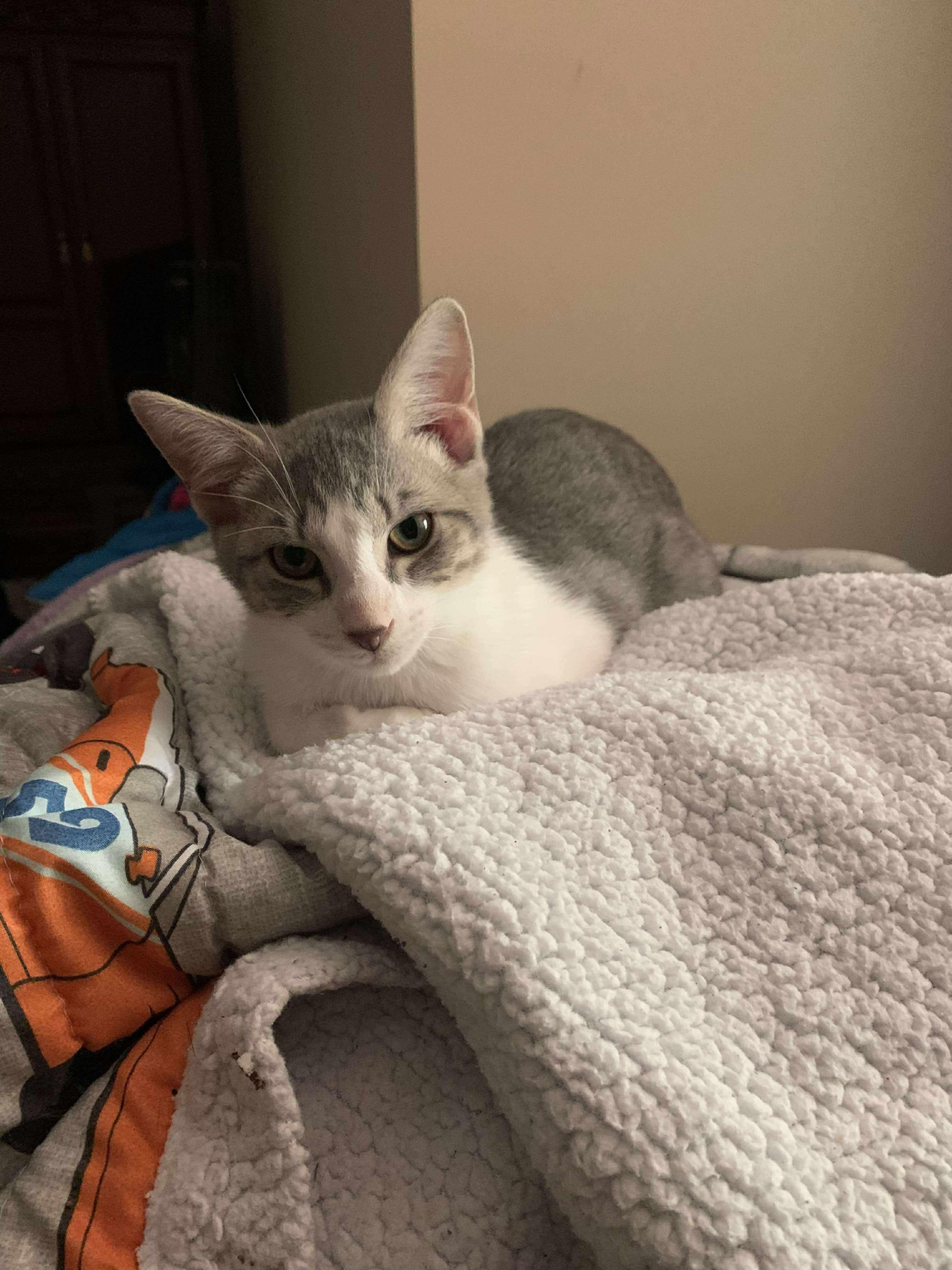 Pepper (Lauren-fostered in TN) 1