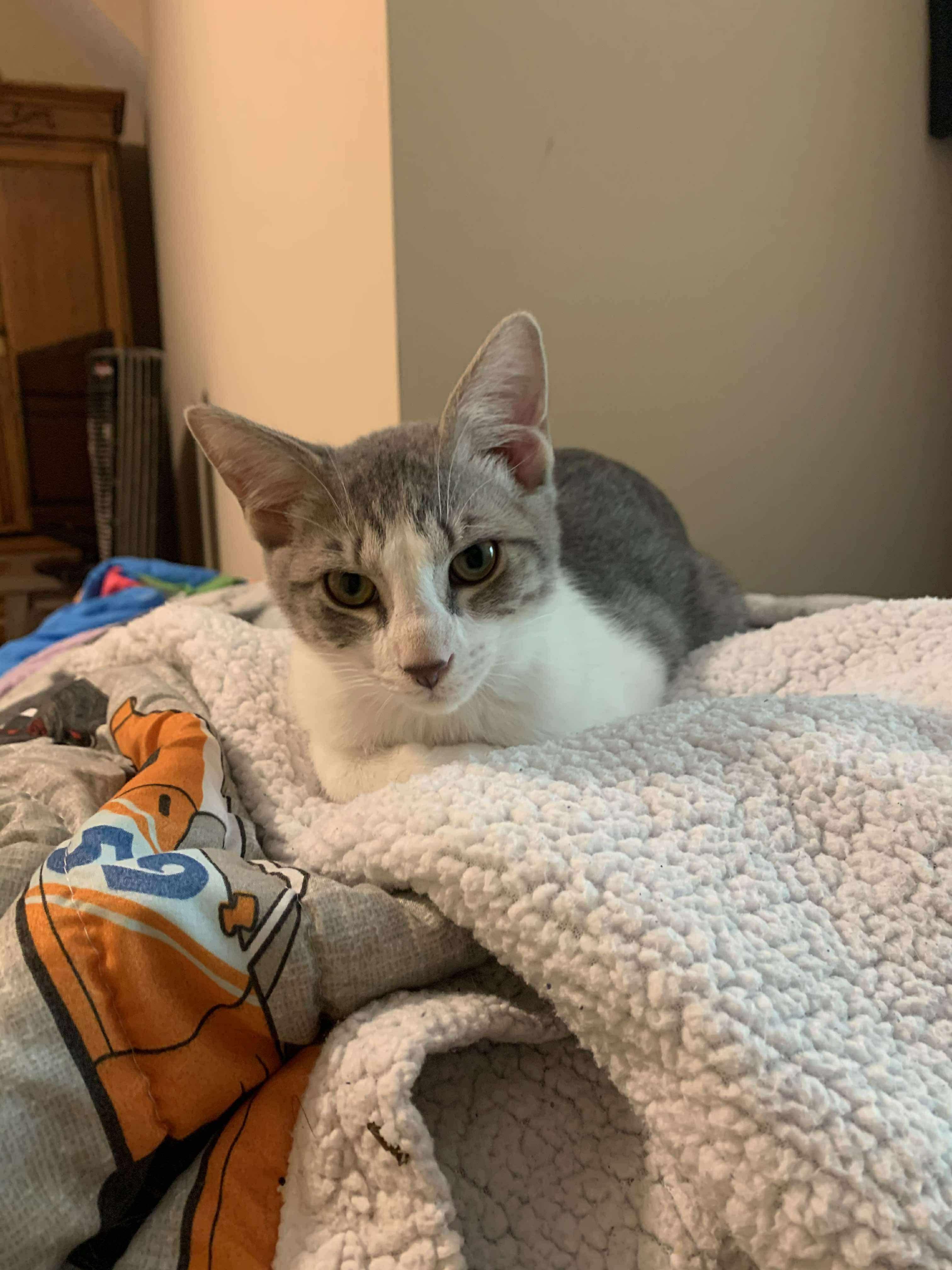 Pepper (Lauren-fostered in TN)