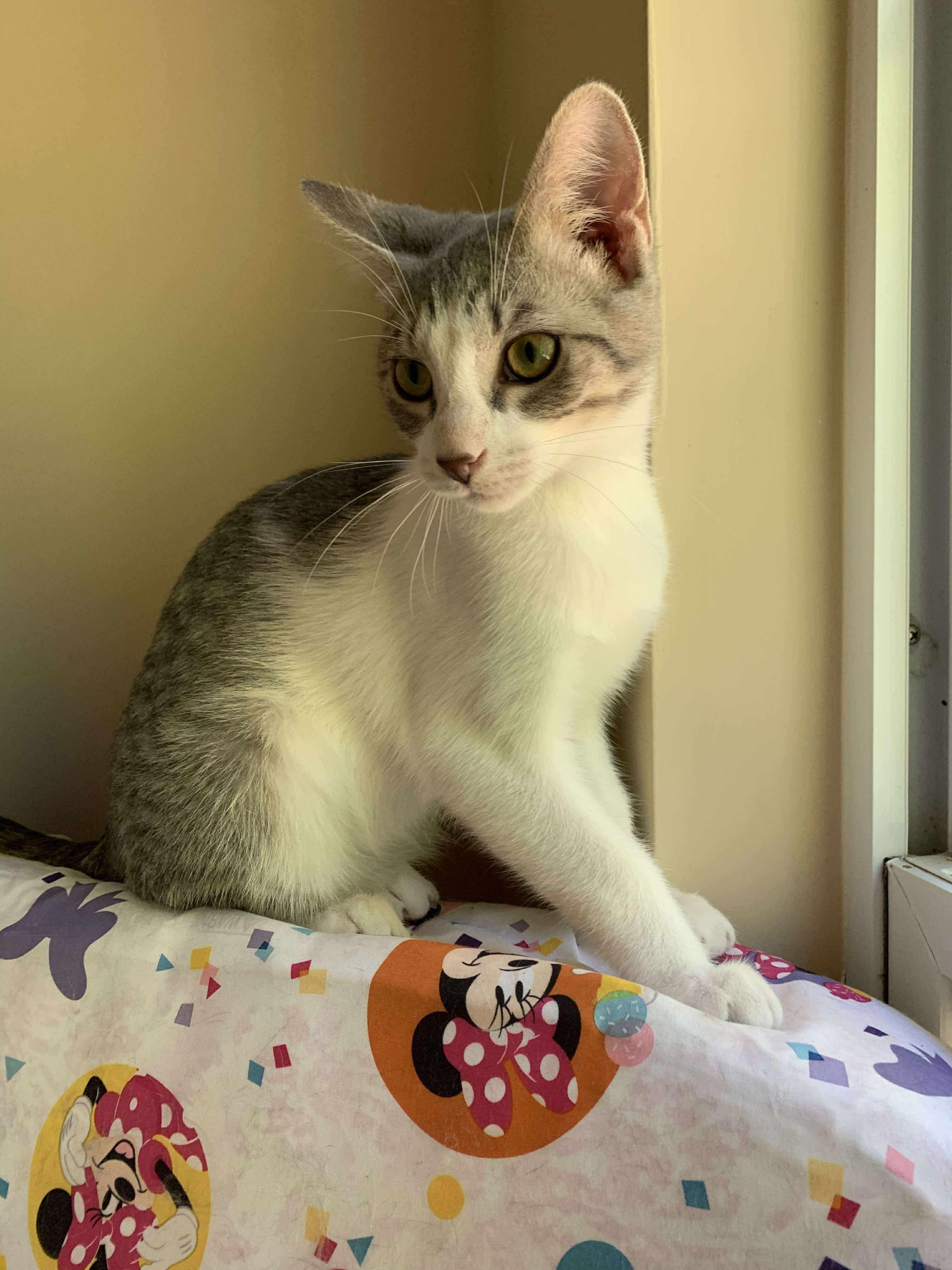 Pepper (Lauren-fostered in TN)