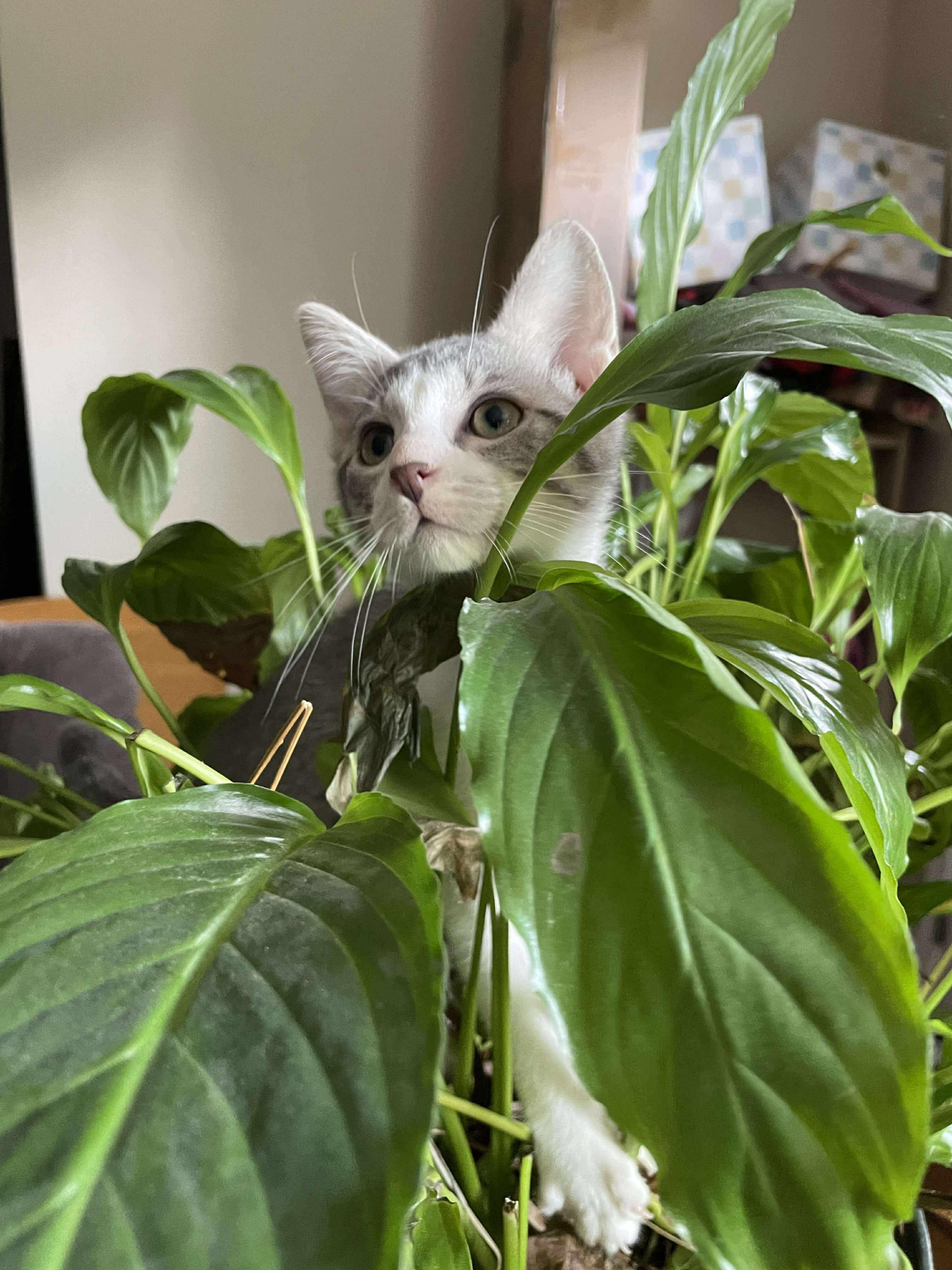 Pepper (Lauren-fostered in TN)