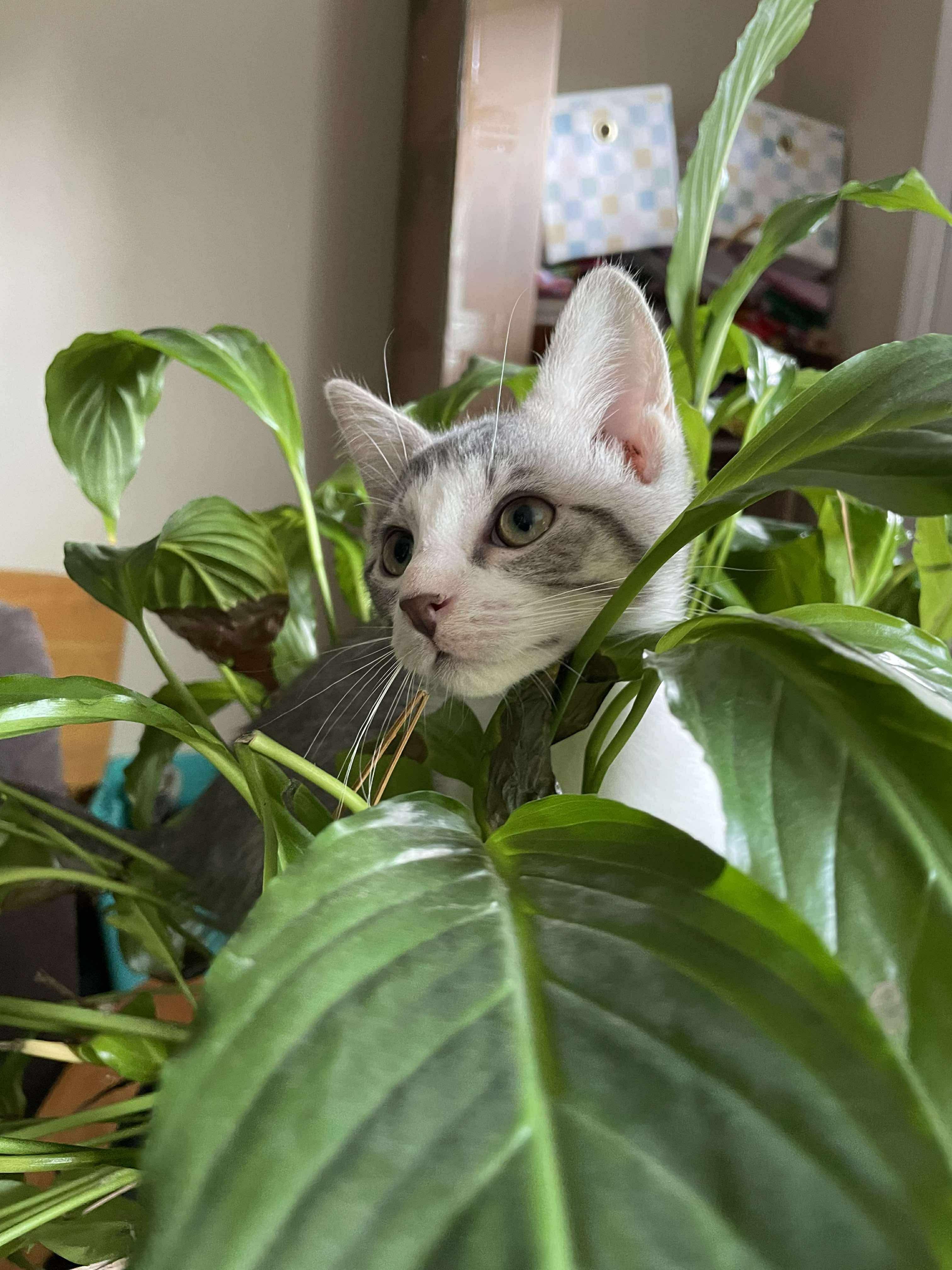 Pepper (Lauren-fostered in TN)