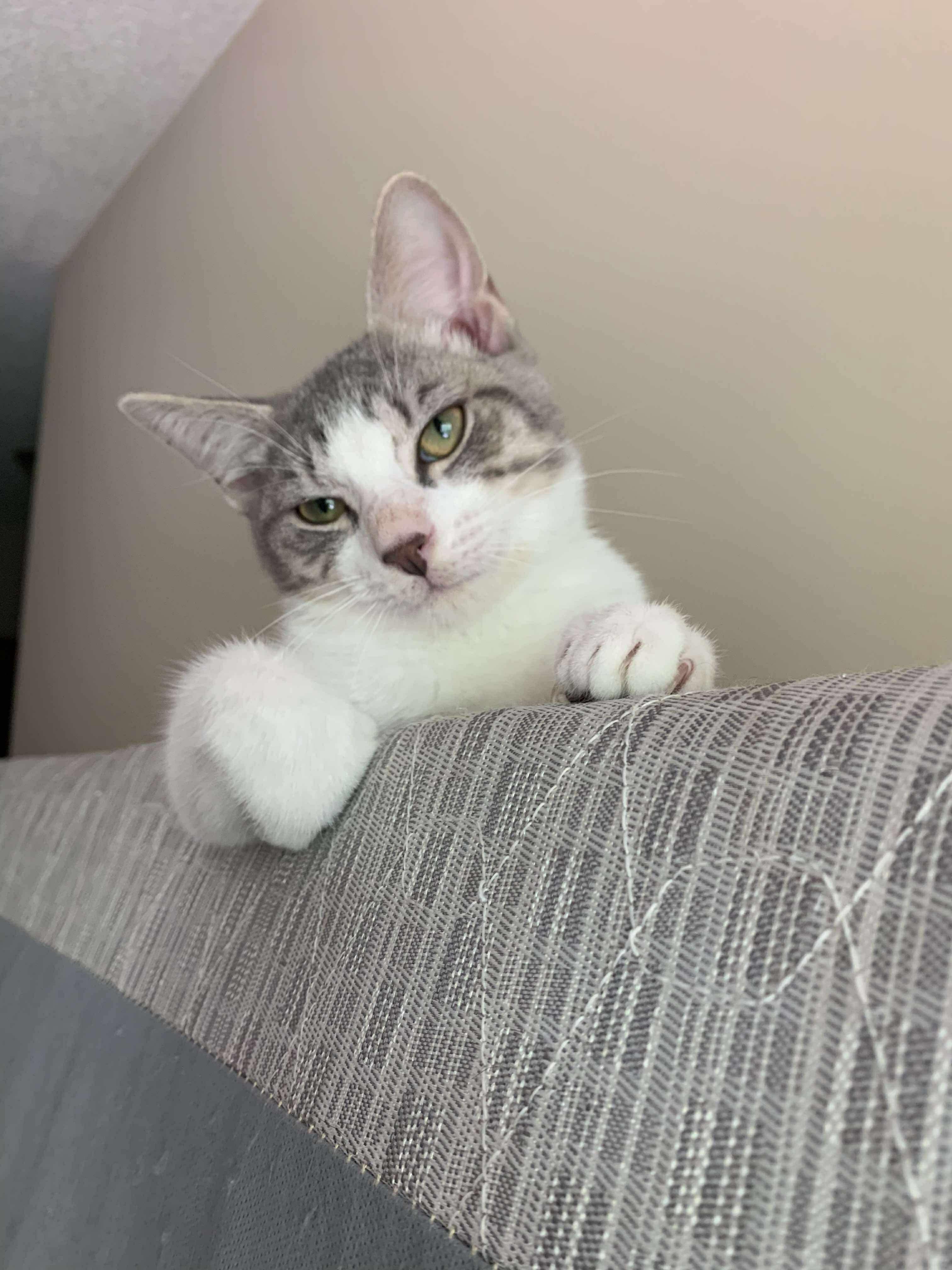 Pepper (Lauren-fostered in TN)