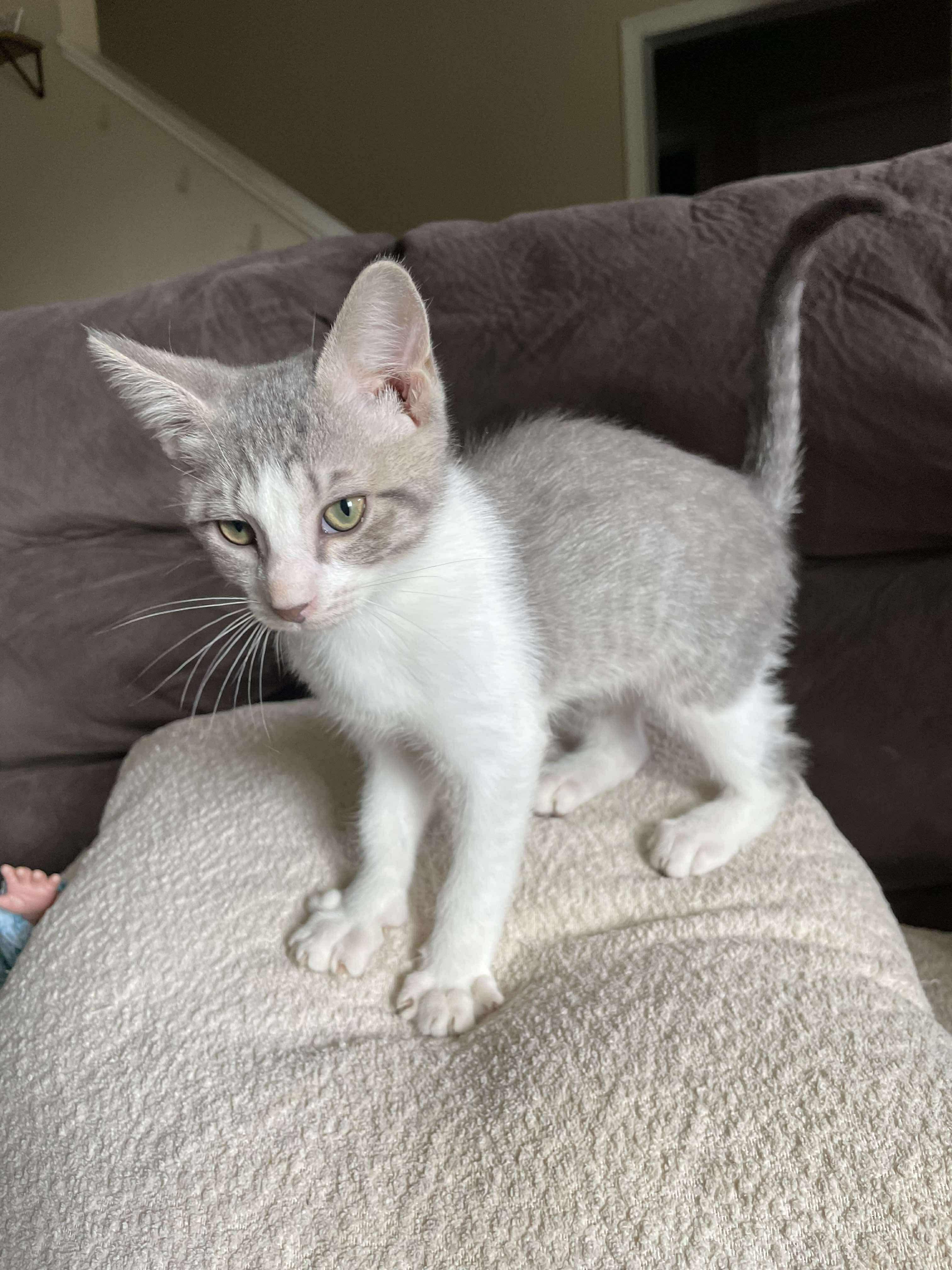Pepper (Lauren-fostered in TN)
