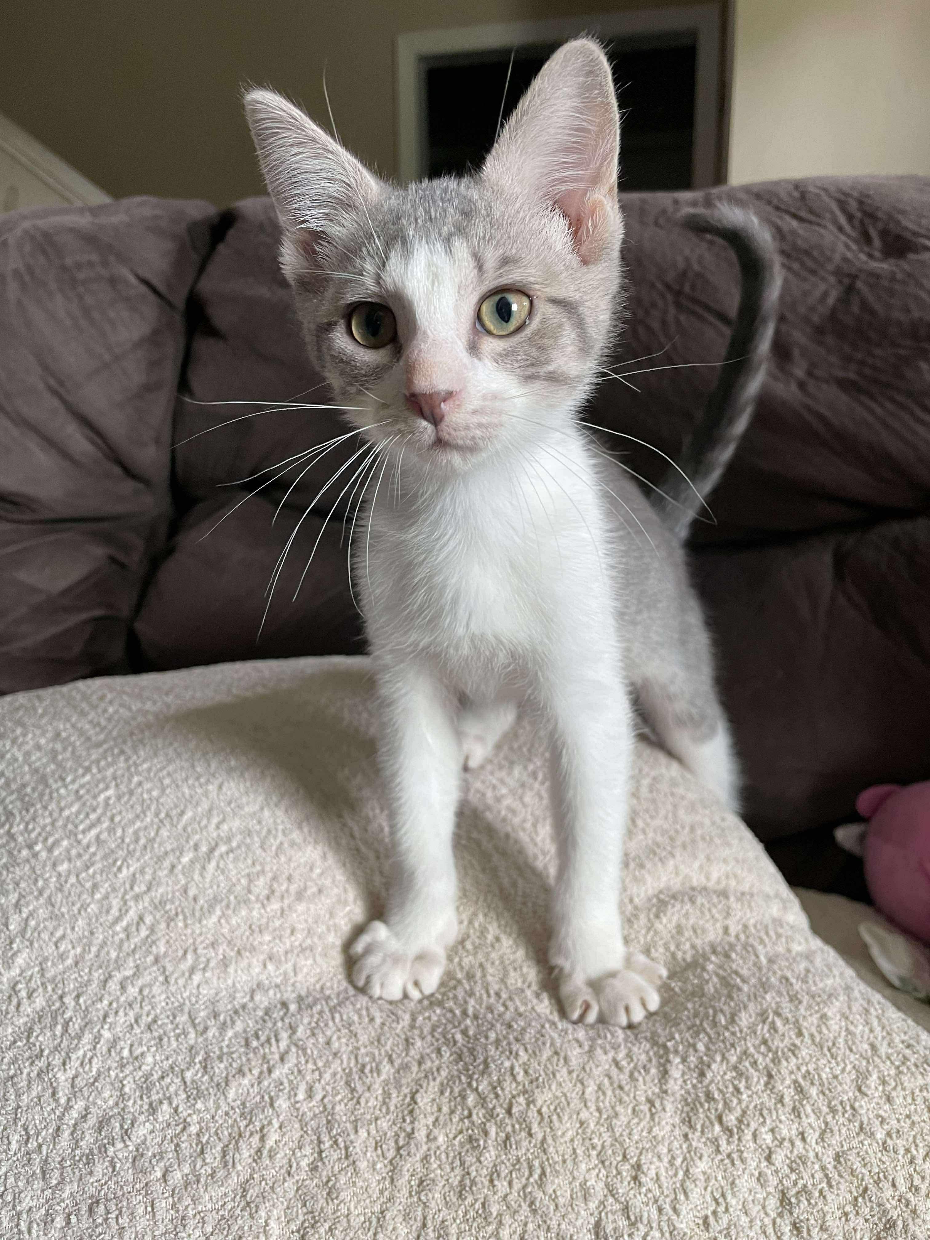 Pepper (Lauren-fostered in TN)