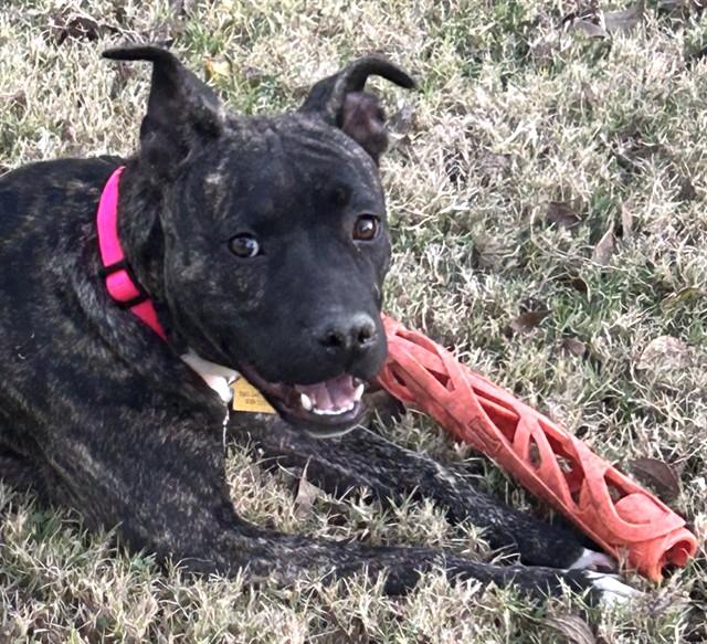 MORGAN, Adoptable, Young Female Terrier.
