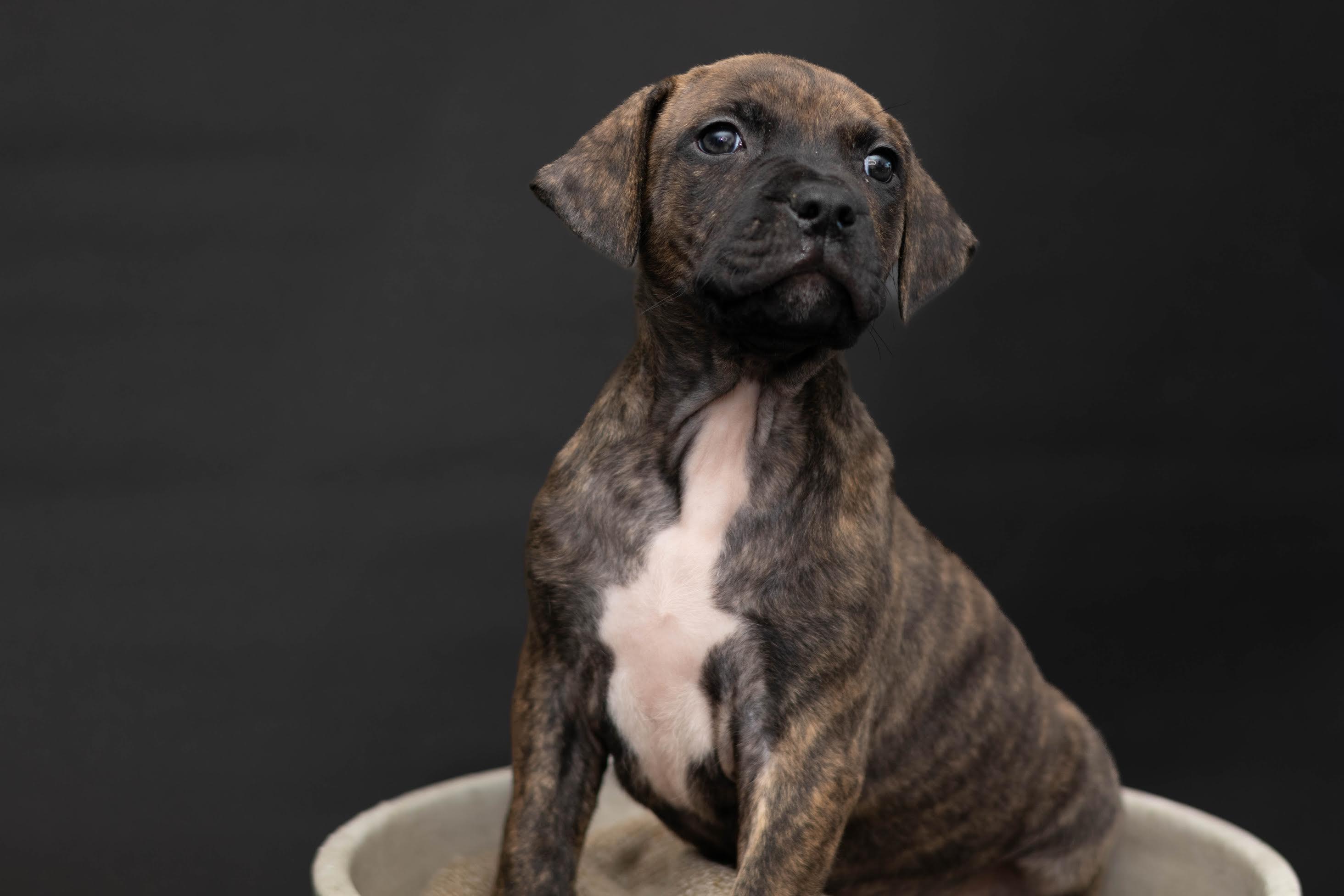 Enlarge Harvey, a ADOPTABLE mixed breed in Las Vegas, NV image 3/4