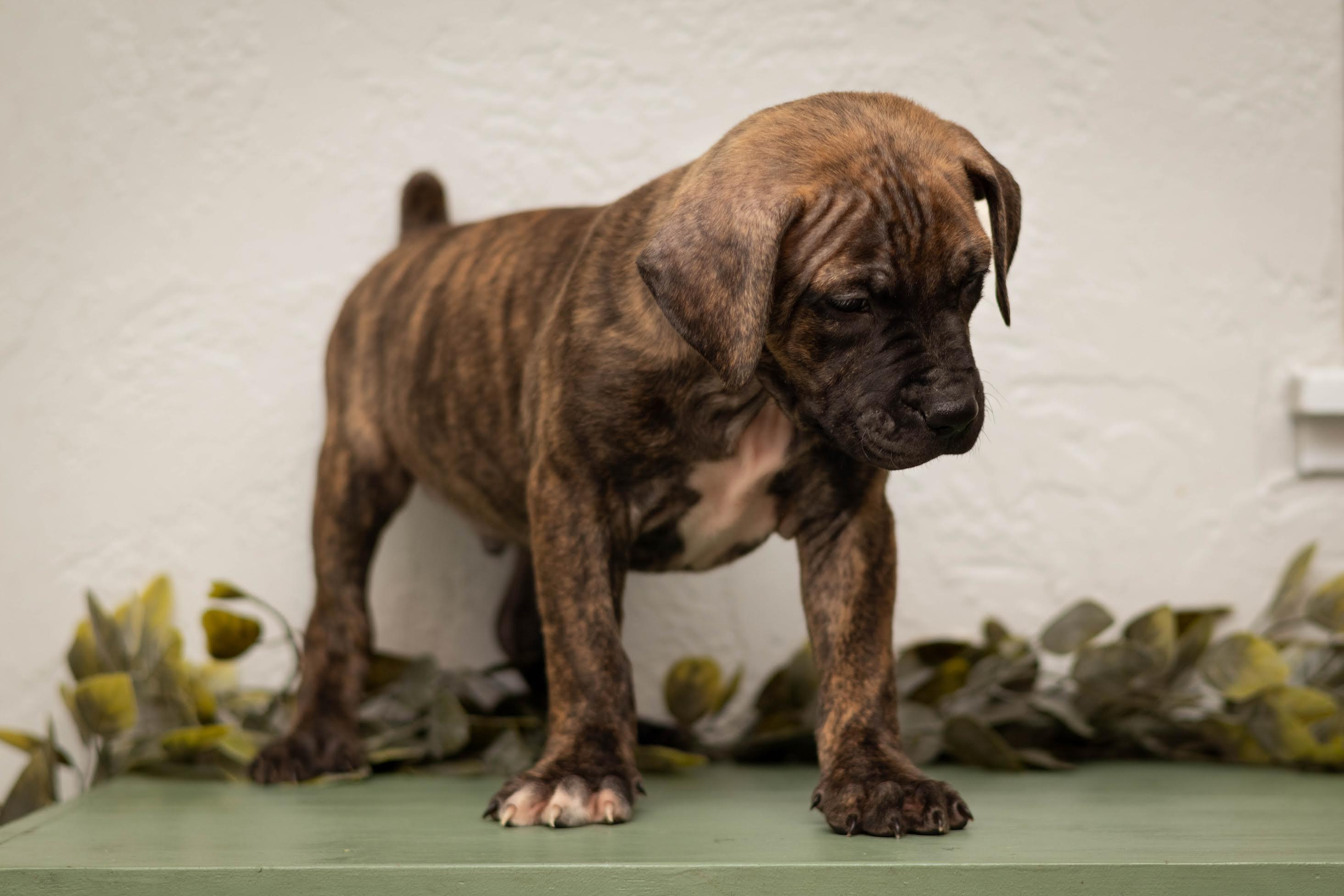 Enlarge Harvey, a ADOPTABLE mixed breed in Las Vegas, NV image 4/4