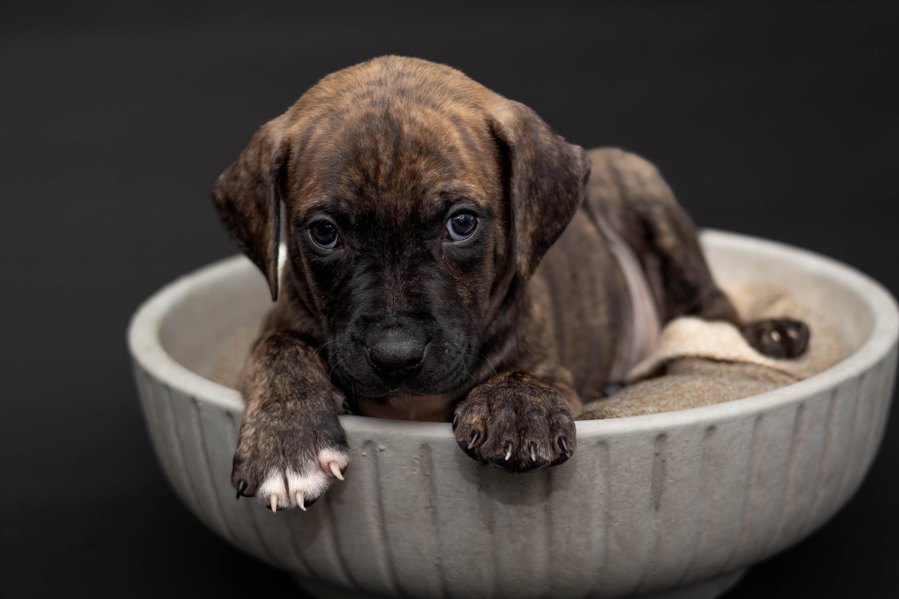 Enlarge Harvey, a ADOPTABLE mixed breed in Las Vegas, NV image 2/4