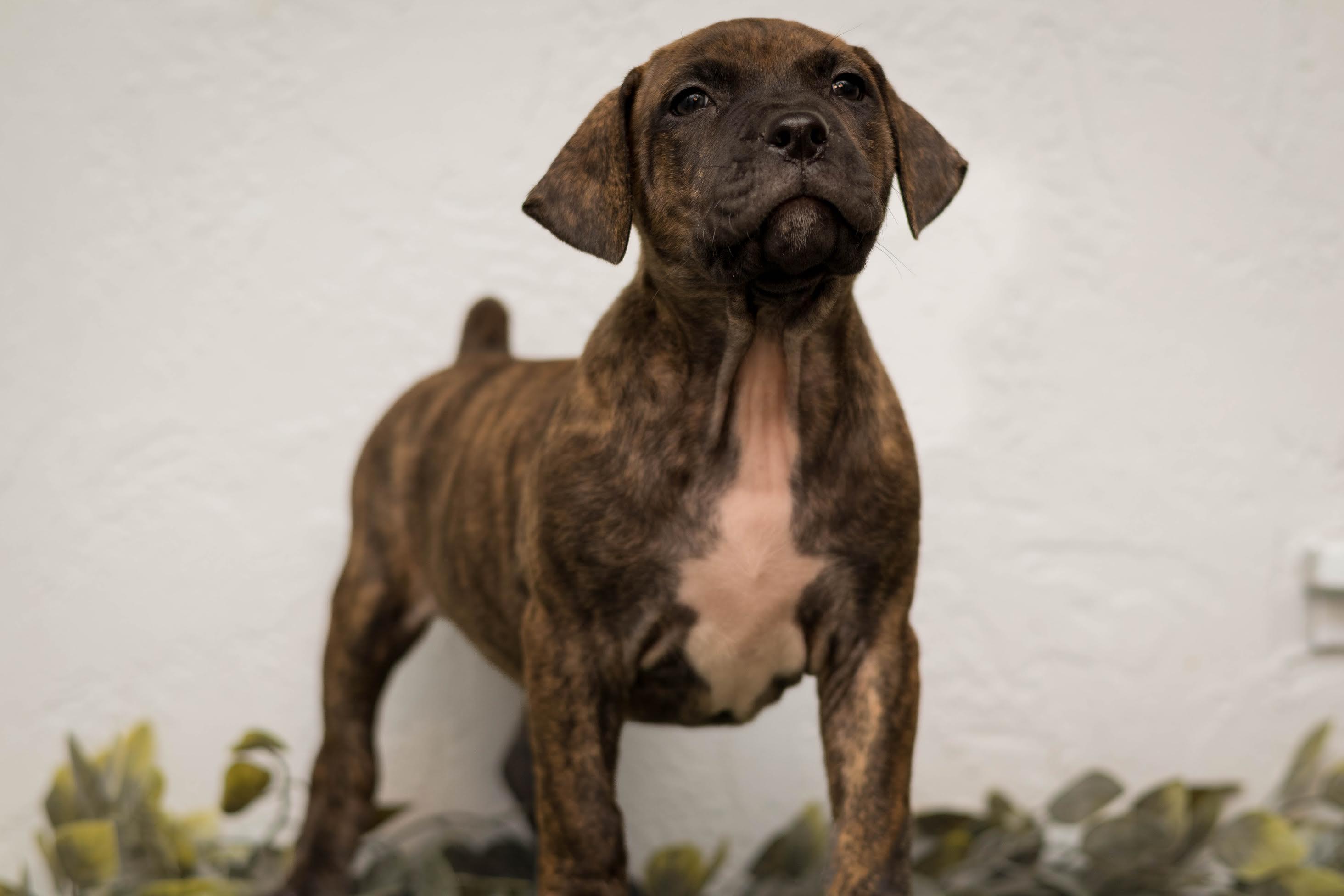 Harvey, ADOPTABLE, Puppy Male Plott Hound.