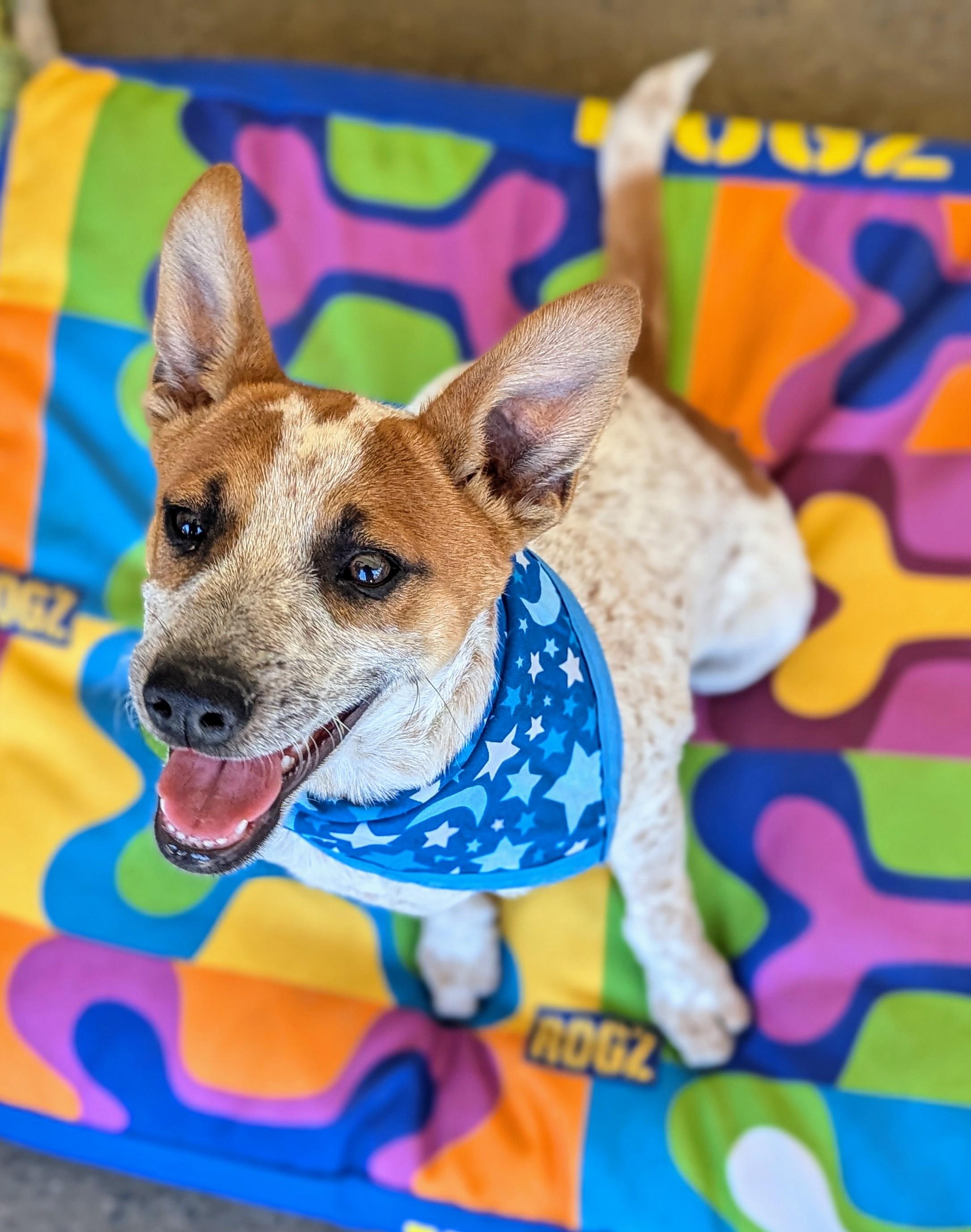 Normande, Baby Male Australian Cattle Dog / Blue Heeler