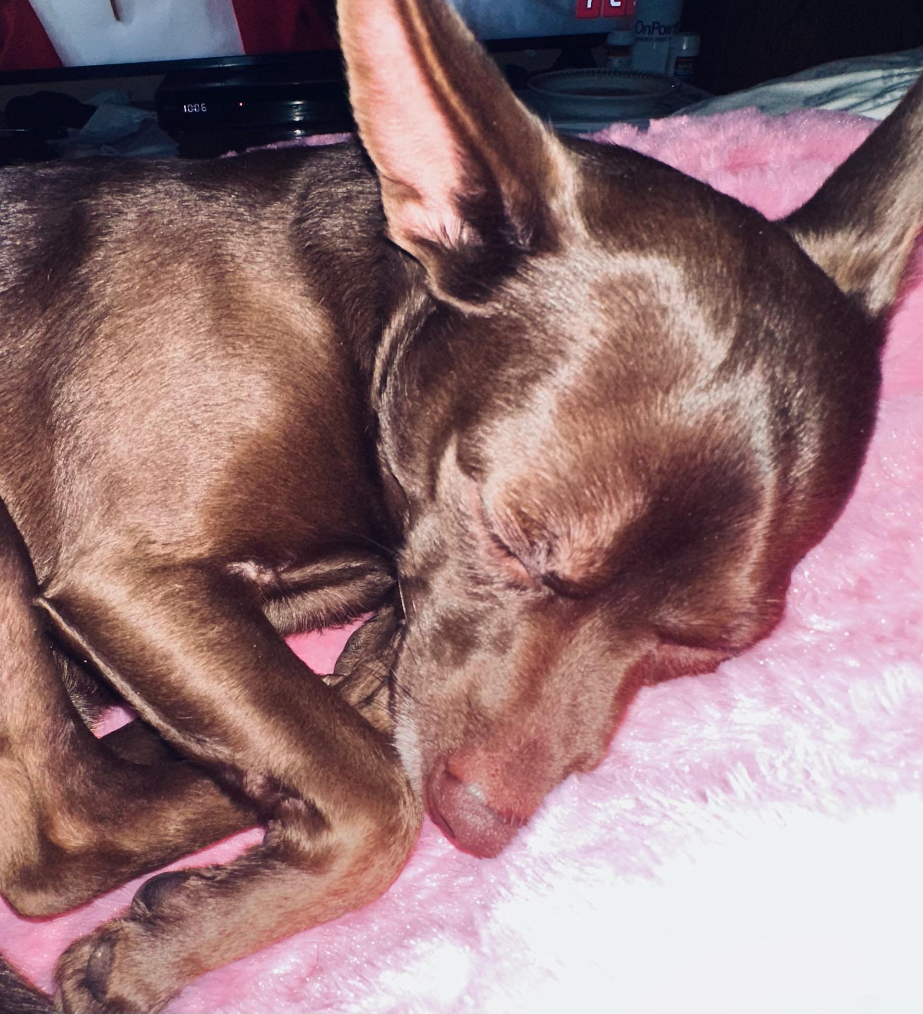 Enlarge Scooby, a Adoptable mixed breed in McMinnville, OR image 1/3