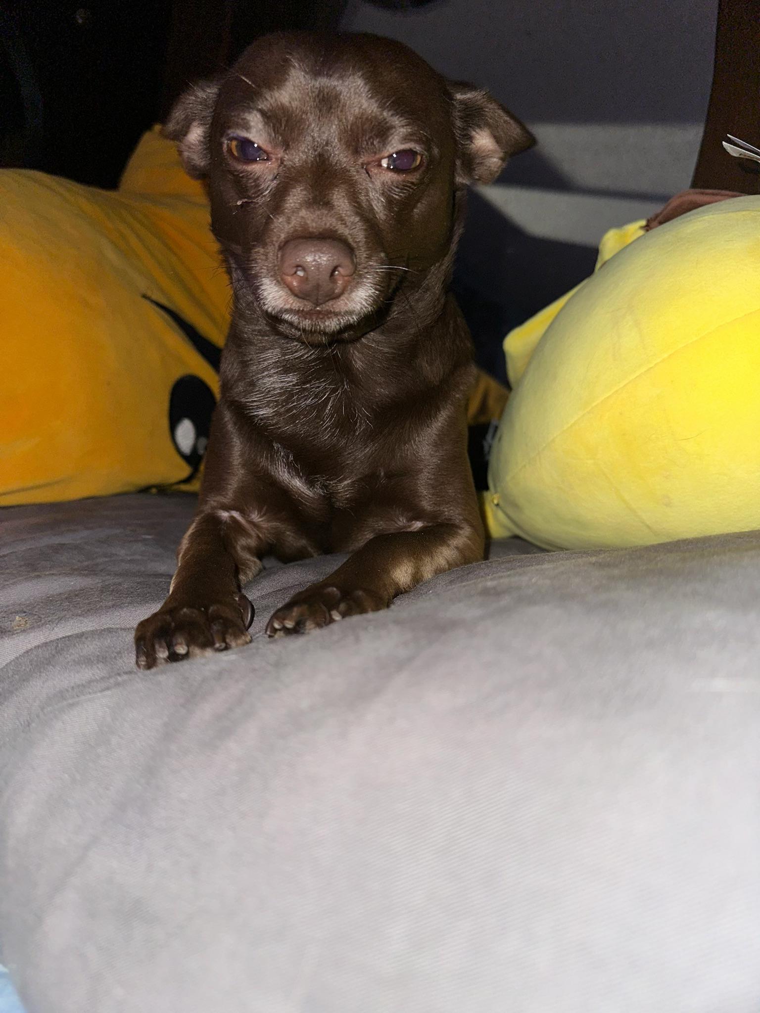 Enlarge Scooby, a Adoptable mixed breed in McMinnville, OR image 2/3