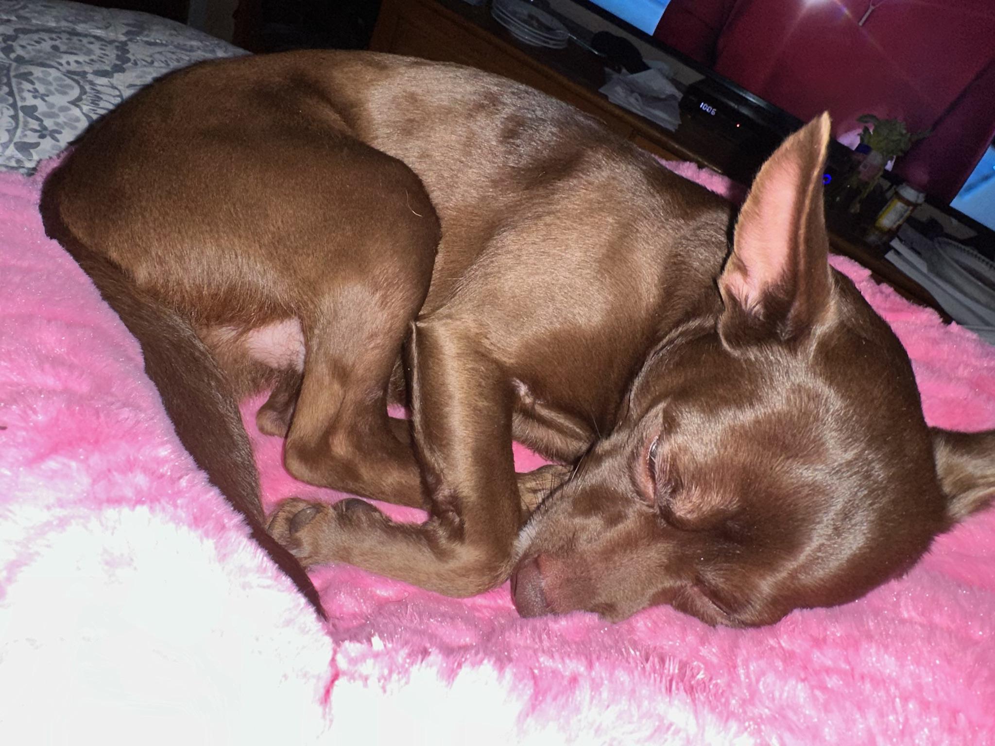 Enlarge Scooby, a Adoptable mixed breed in McMinnville, OR image 3/3