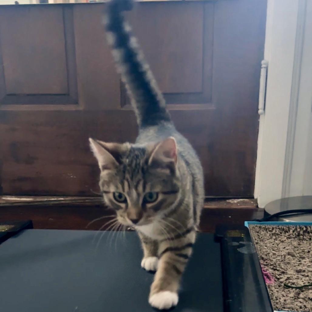 Chuck, Adoptable, Kitten Male Domestic Short Hair.