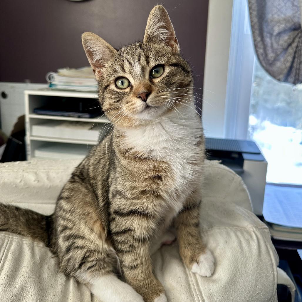 Enlarge Chuck, a Adoptable Domestic Short Hair in Ephrata, PA image 2/6