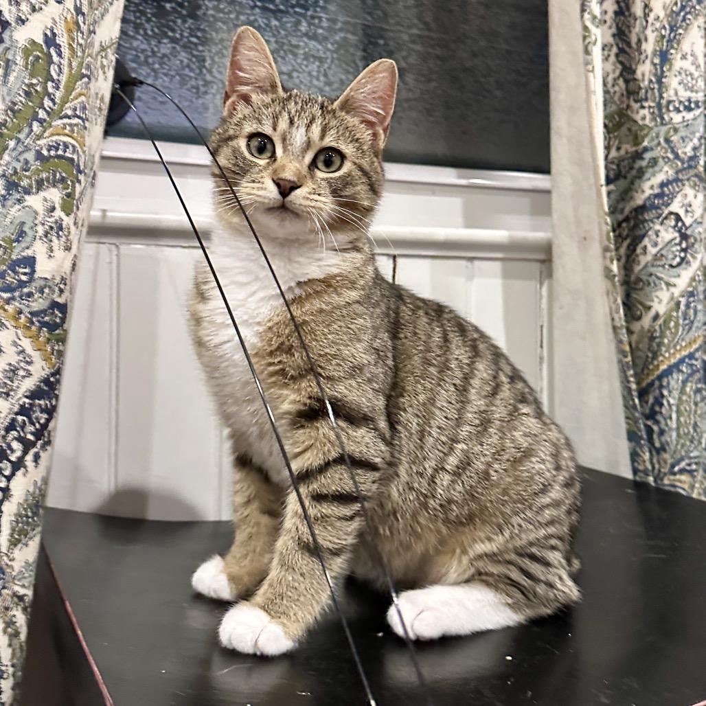 Enlarge Chuck, a Adoptable Domestic Short Hair in Ephrata, PA image 3/6