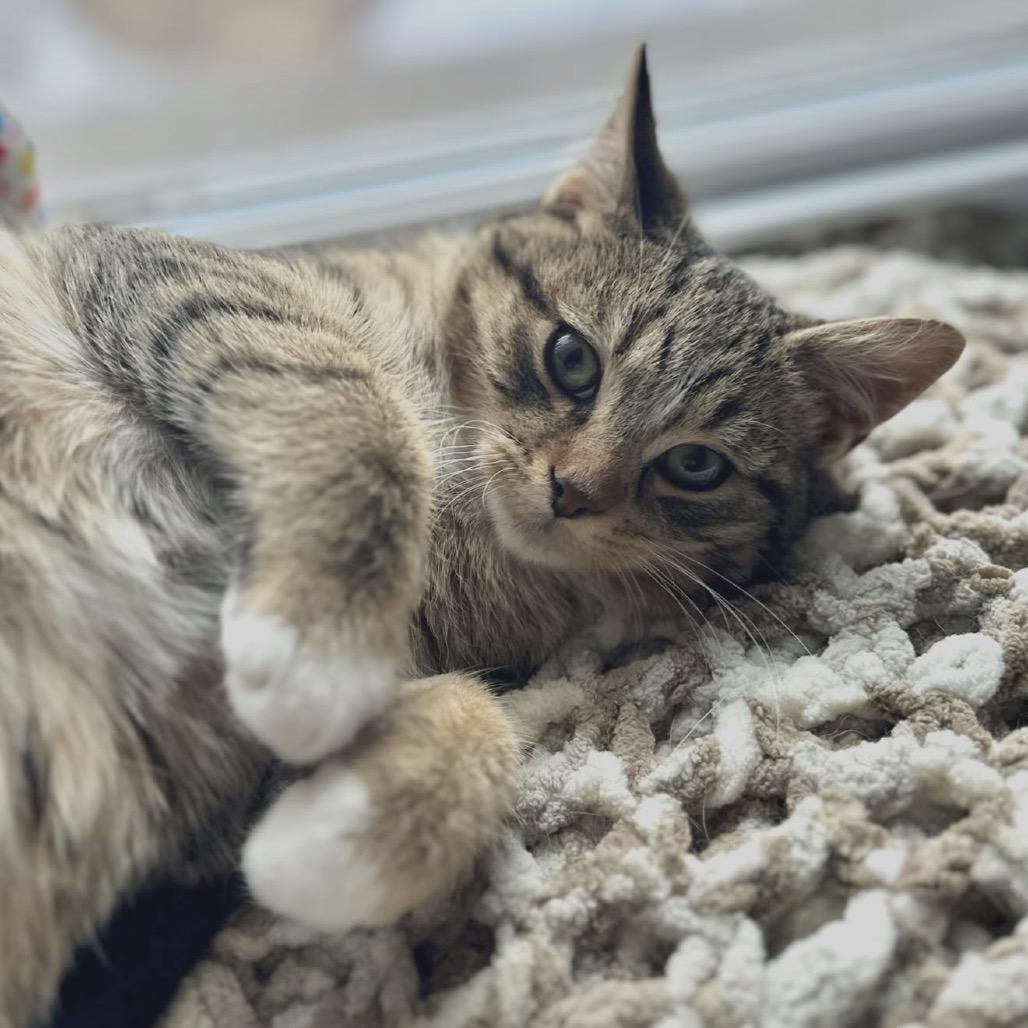 Enlarge Chuck, a Adoptable Domestic Short Hair in Ephrata, PA image 4/6
