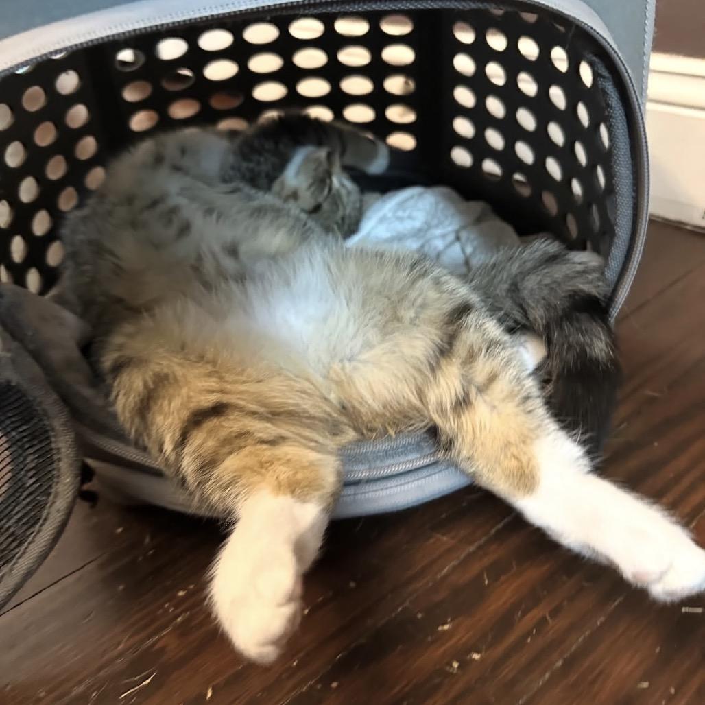 Enlarge Chuck, a Adoptable Domestic Short Hair in Ephrata, PA image 5/6