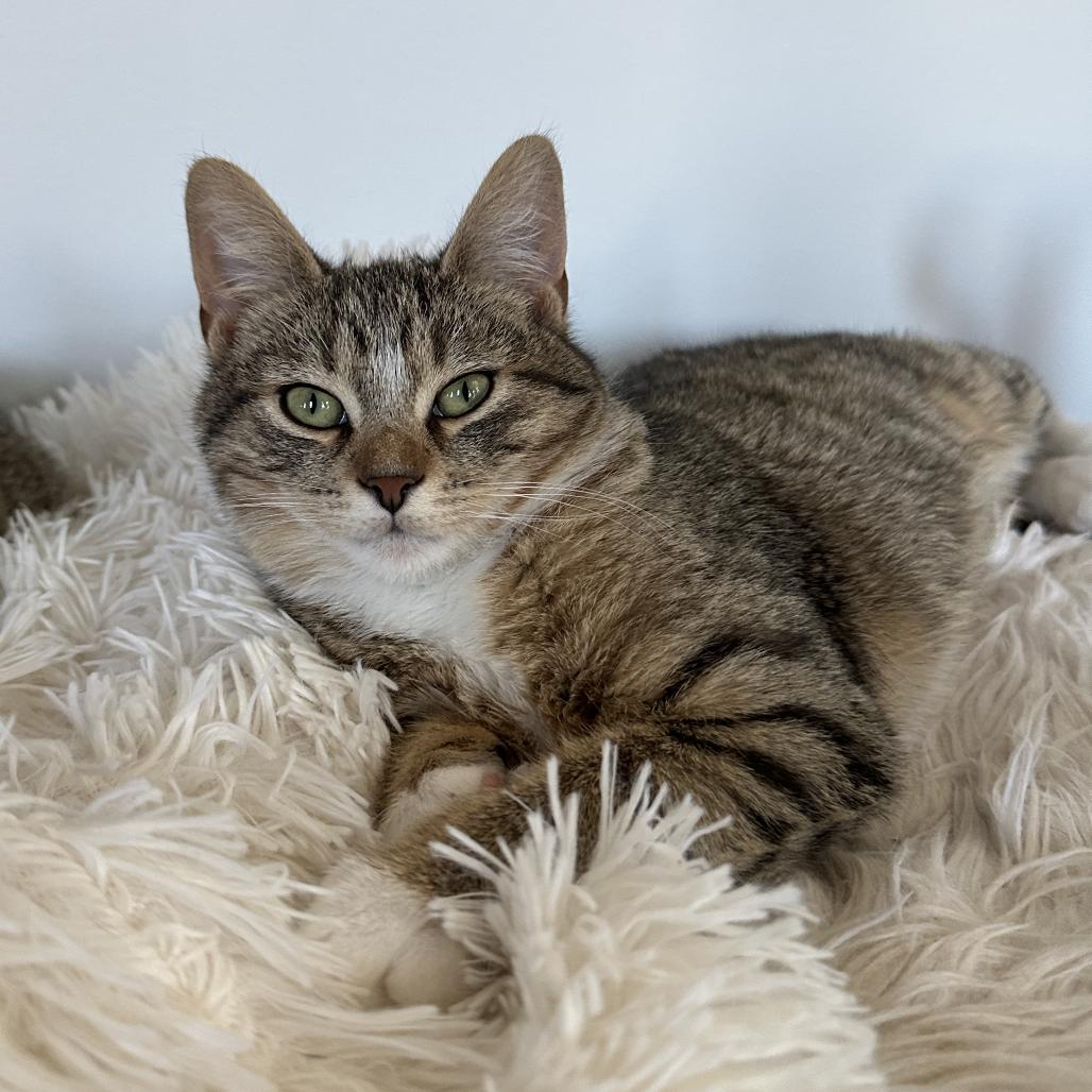 Enlarge Chuck, a Adoptable Domestic Short Hair in Ephrata, PA image 6/6