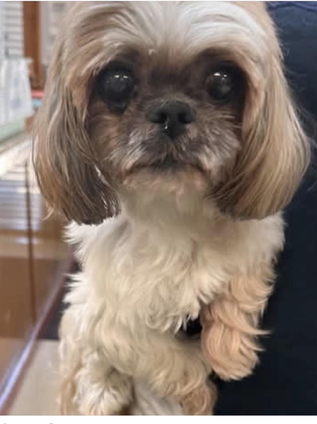 Ellie, Adopted, Senior Female Shih Tzu.