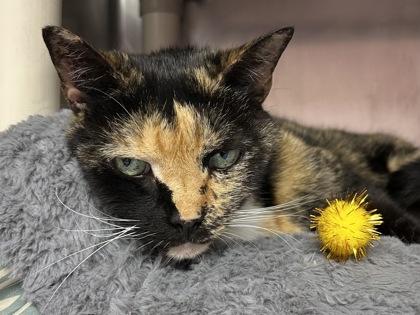 Raleigh, Senior Female Tortoiseshell