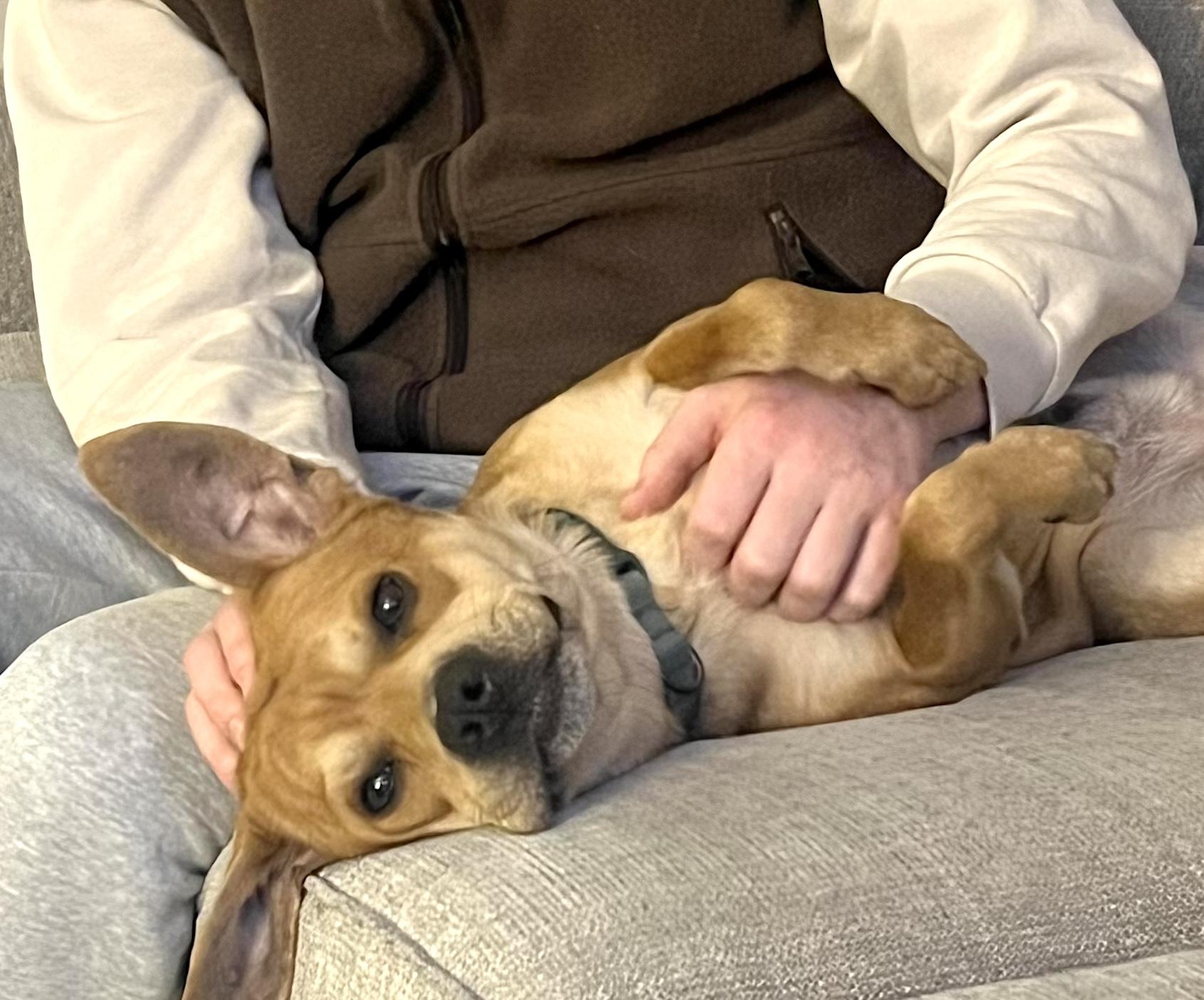 Charlie, Adoptable, Adult Male Pug & Hound.