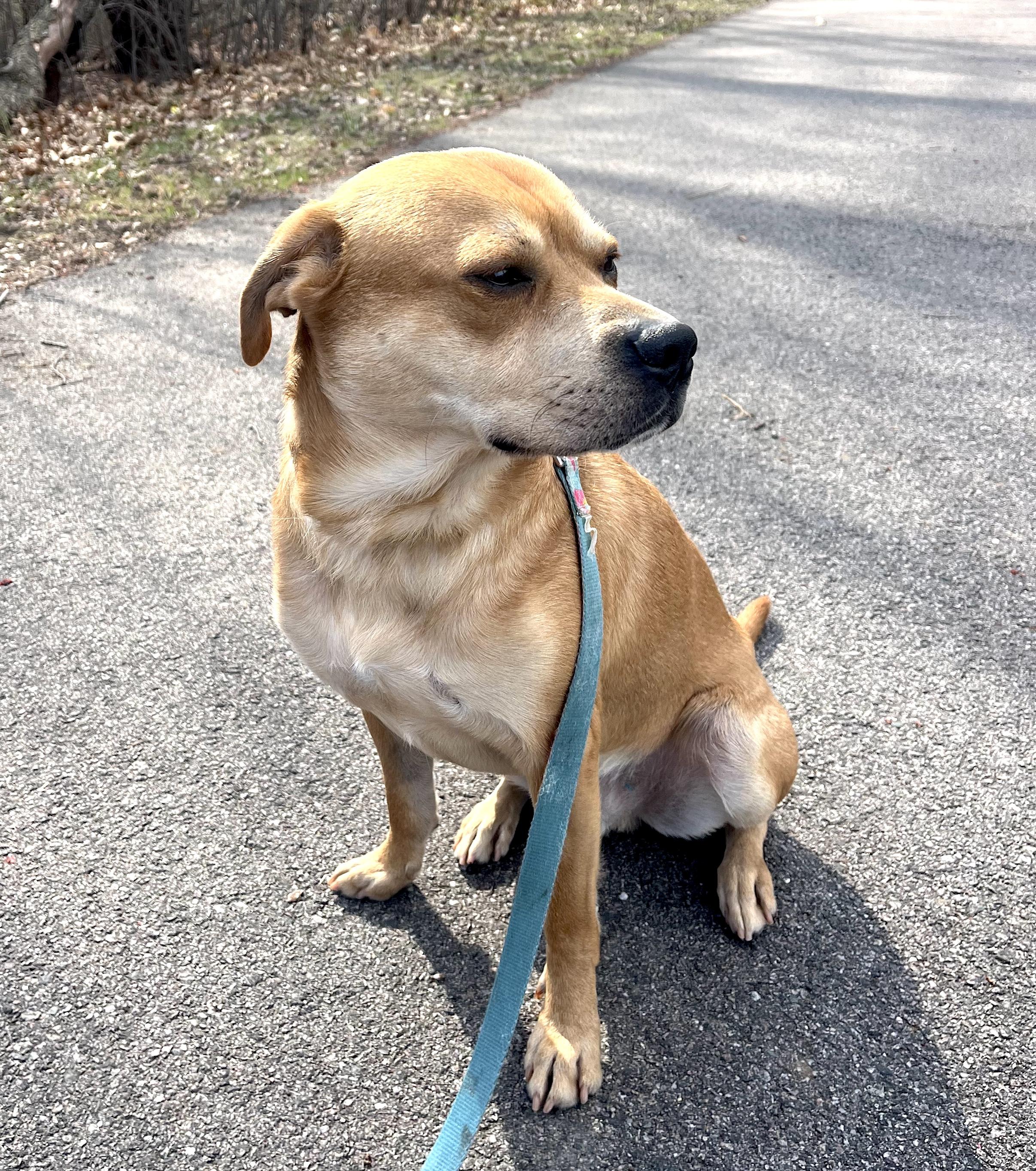 Enlarge Charlie, a Adoptable mixed breed in Worcester, MA image 2/6