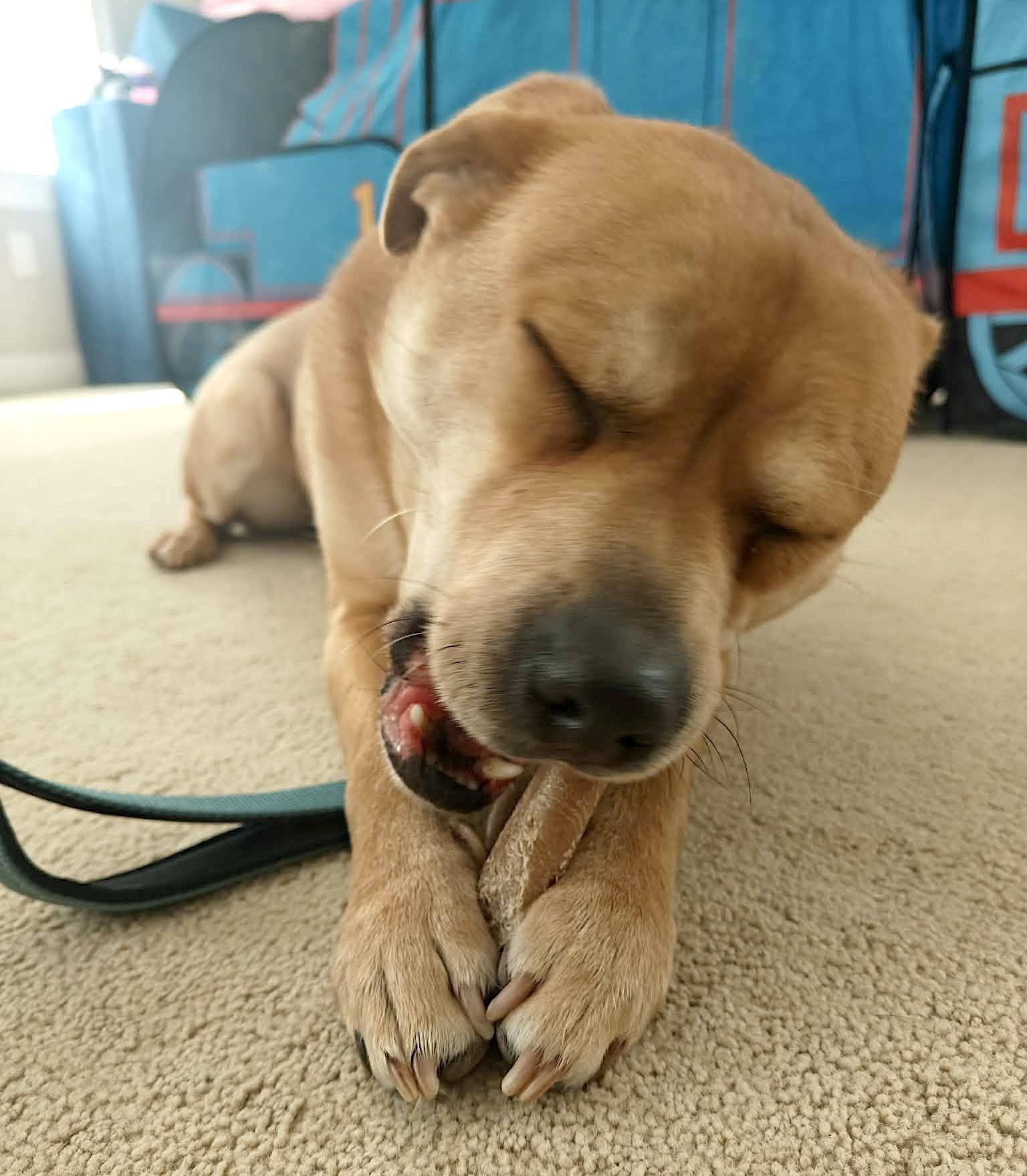 Enlarge Charlie, a Adoptable mixed breed in Worcester, MA image 2/6