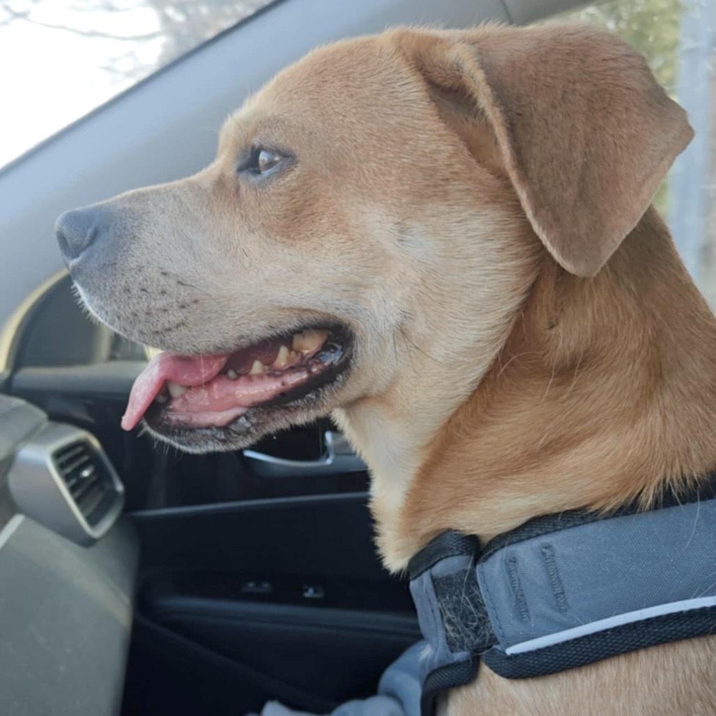 Charlie, Adoptable, Adult Male Pug & Hound.