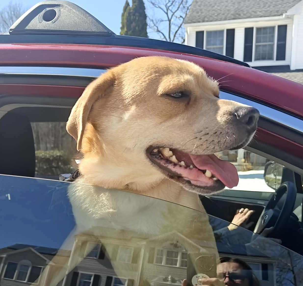 Enlarge Charlie, a Adoptable mixed breed in Worcester, MA image 1/6