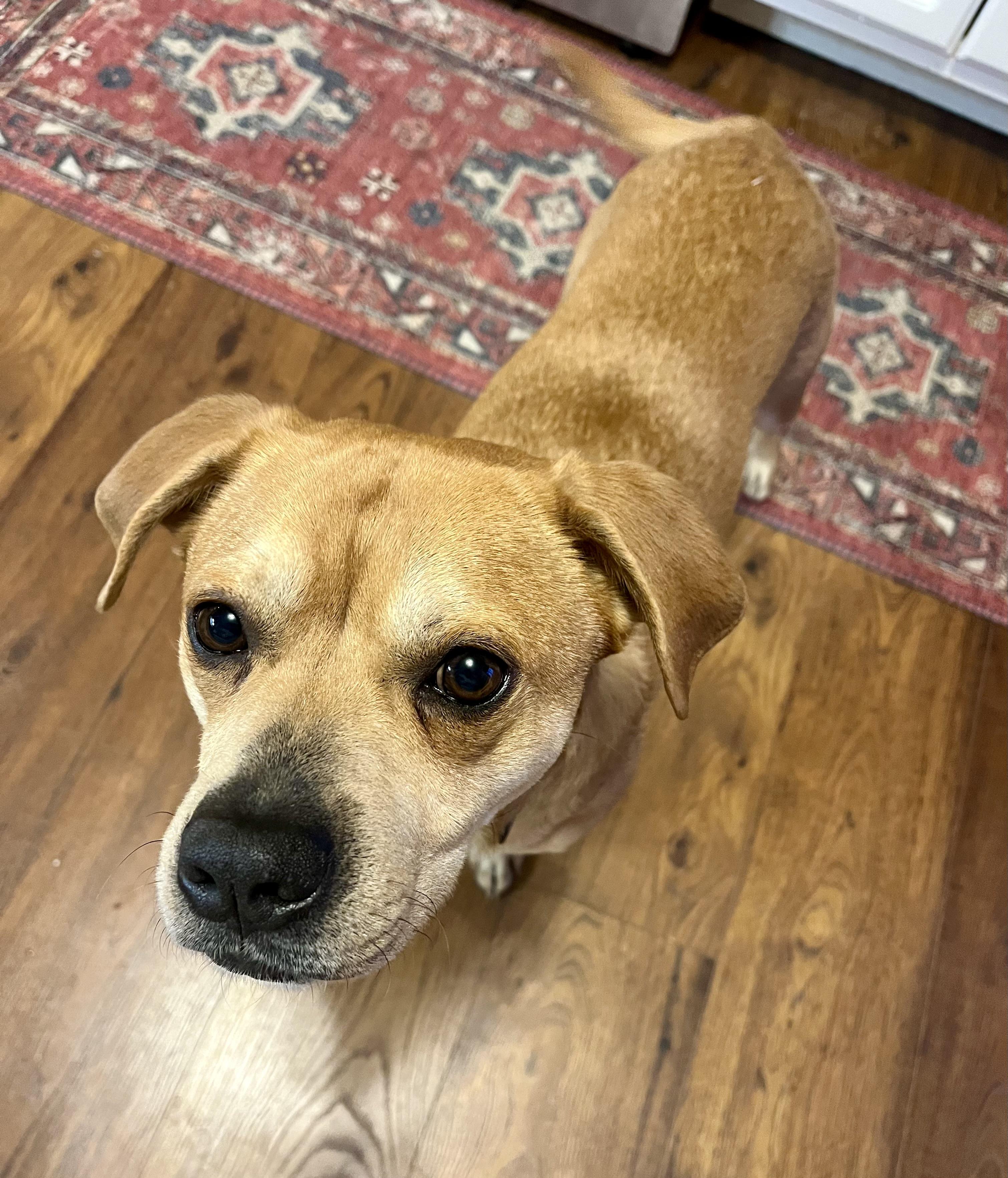 Charlie, a Adoptable mixed breed in Boston, MA image 3/5