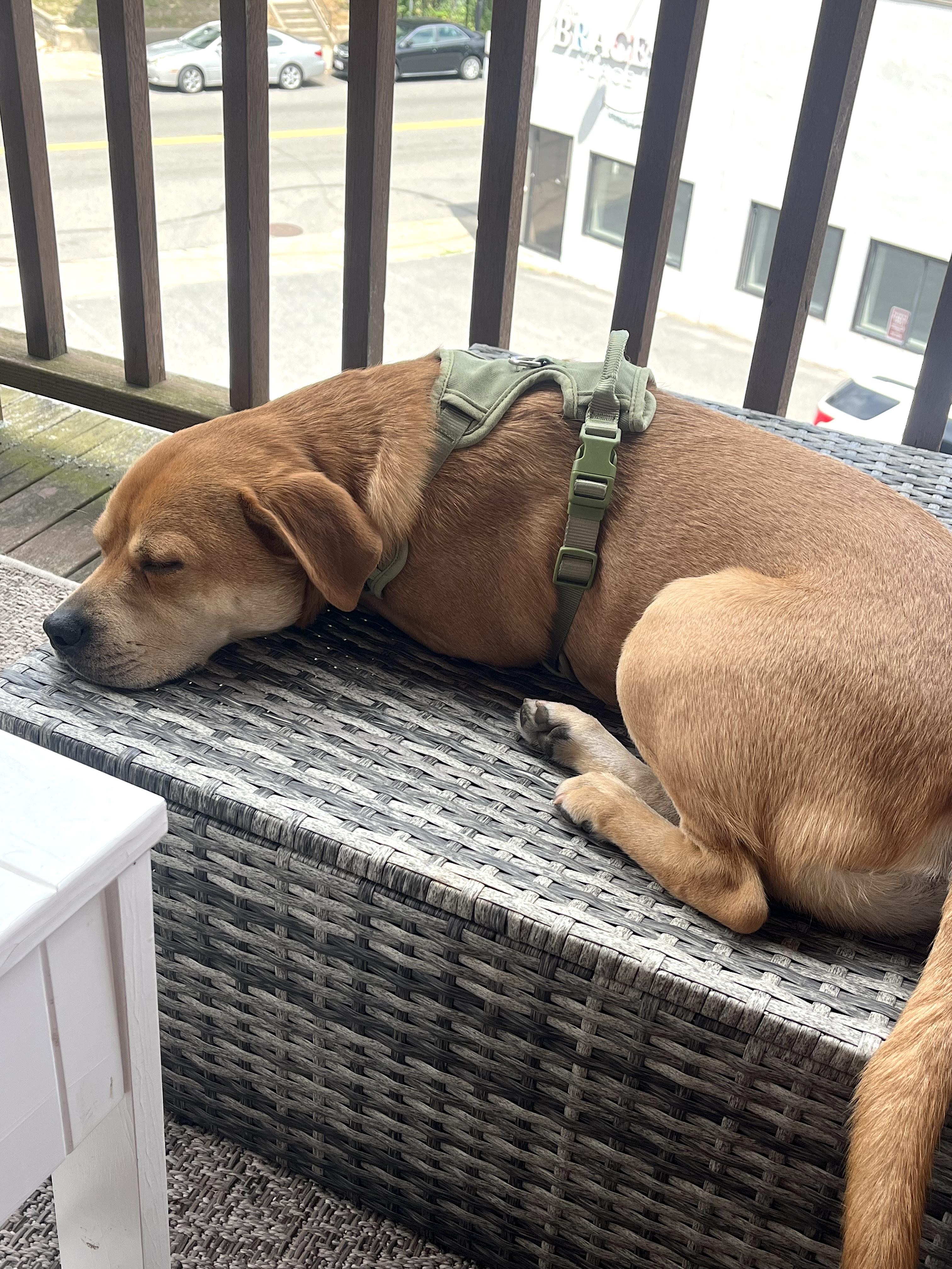 Enlarge Charlie, a Adoptable mixed breed in Worcester, MA image 3/6