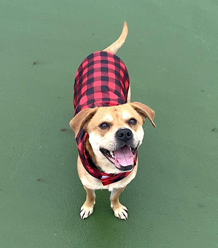 Enlarge Charlie, a Adoptable mixed breed in Worcester, MA image 4/6