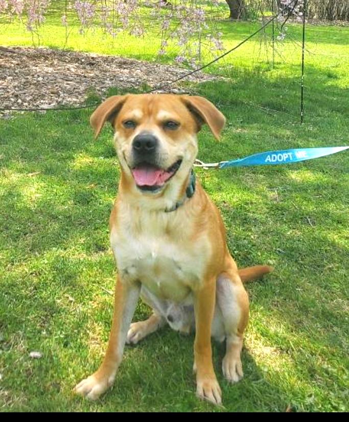 Enlarge Charlie, a Adoptable mixed breed in Worcester, MA image 5/6