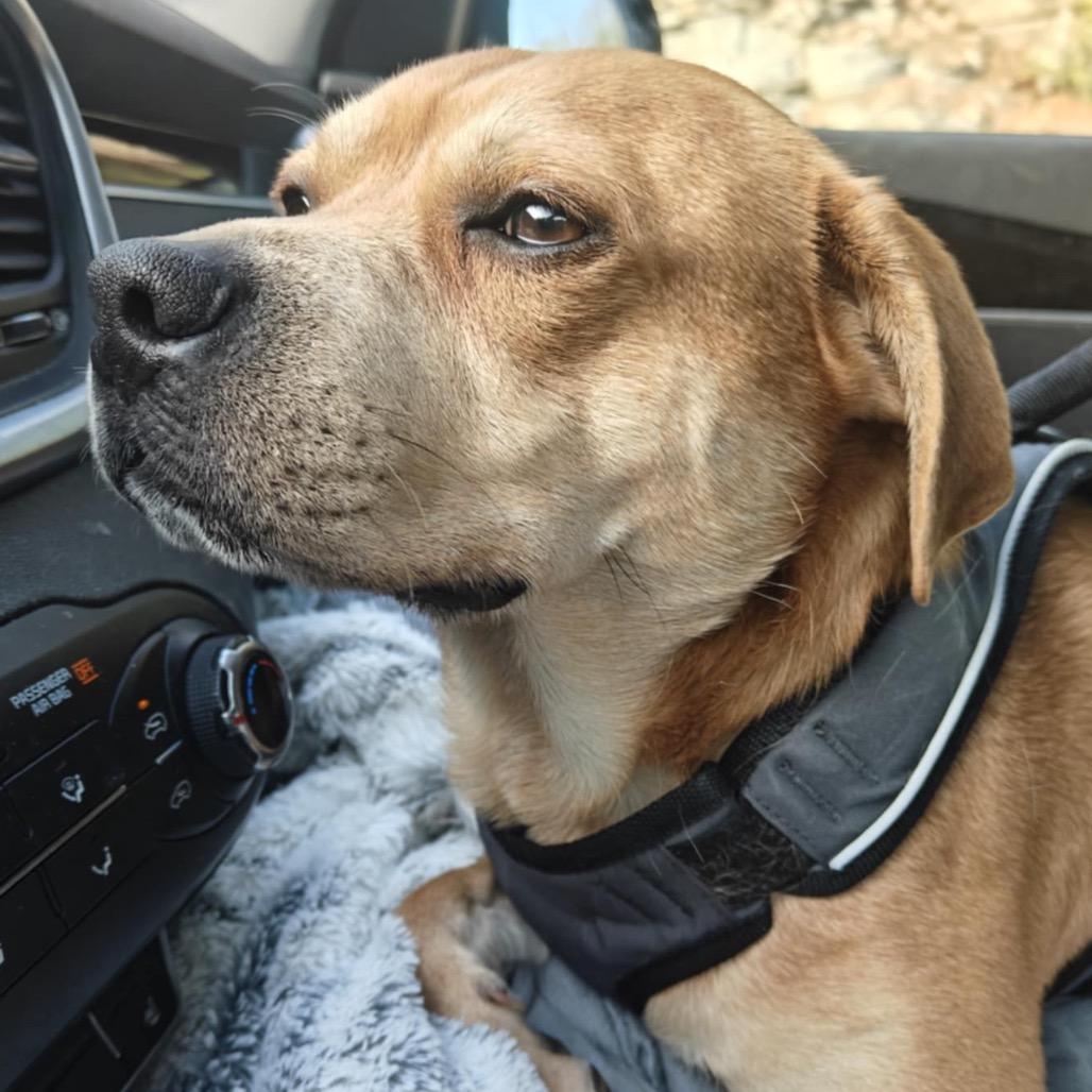 Charlie, a Adoptable mixed breed in Boston, MA image 2/5