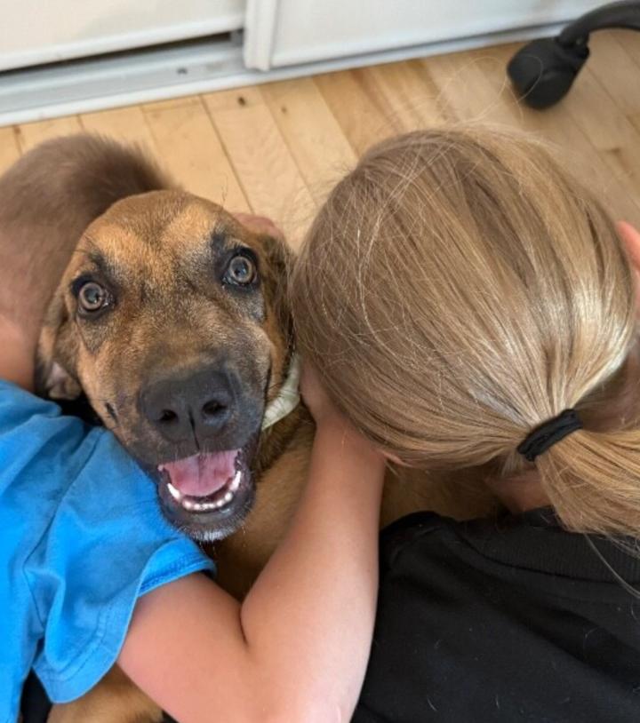 Precious Maple, a Adopted mixed breed in St. Louis, MO image 4/6