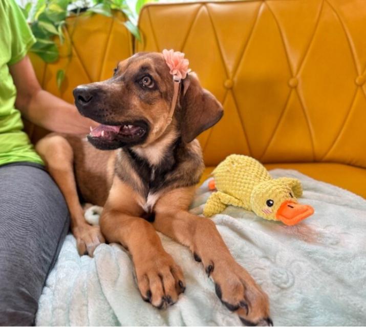 Precious Maple, a Adopted mixed breed in St. Louis, MO image 2/6