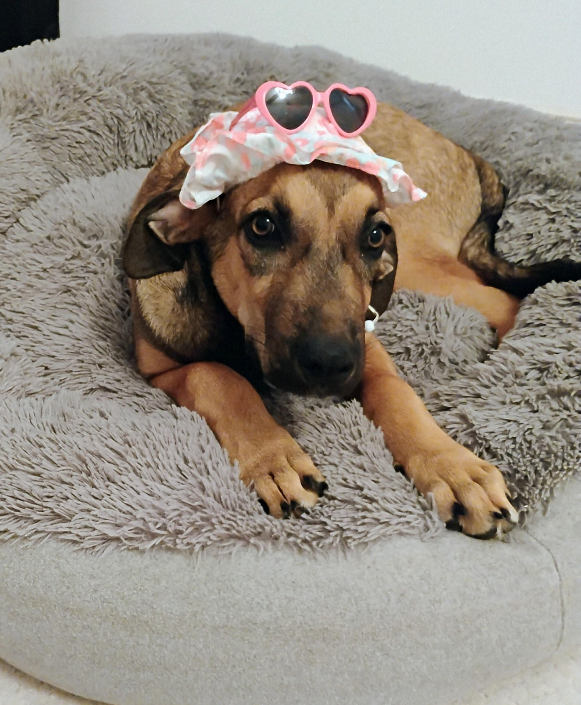 Precious Maple, a Adopted mixed breed in St. Louis, MO image 3/6