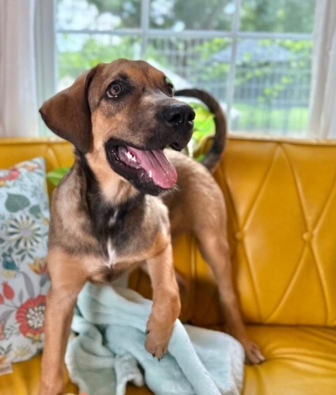 Precious Maple, Adopted, Puppy Female Labrador Retriever & Rhodesian Ridgeback.