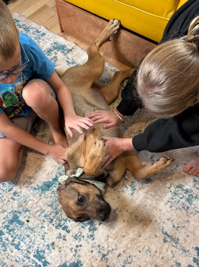 Precious Maple, a Adopted mixed breed in St. Louis, MO image 6/6