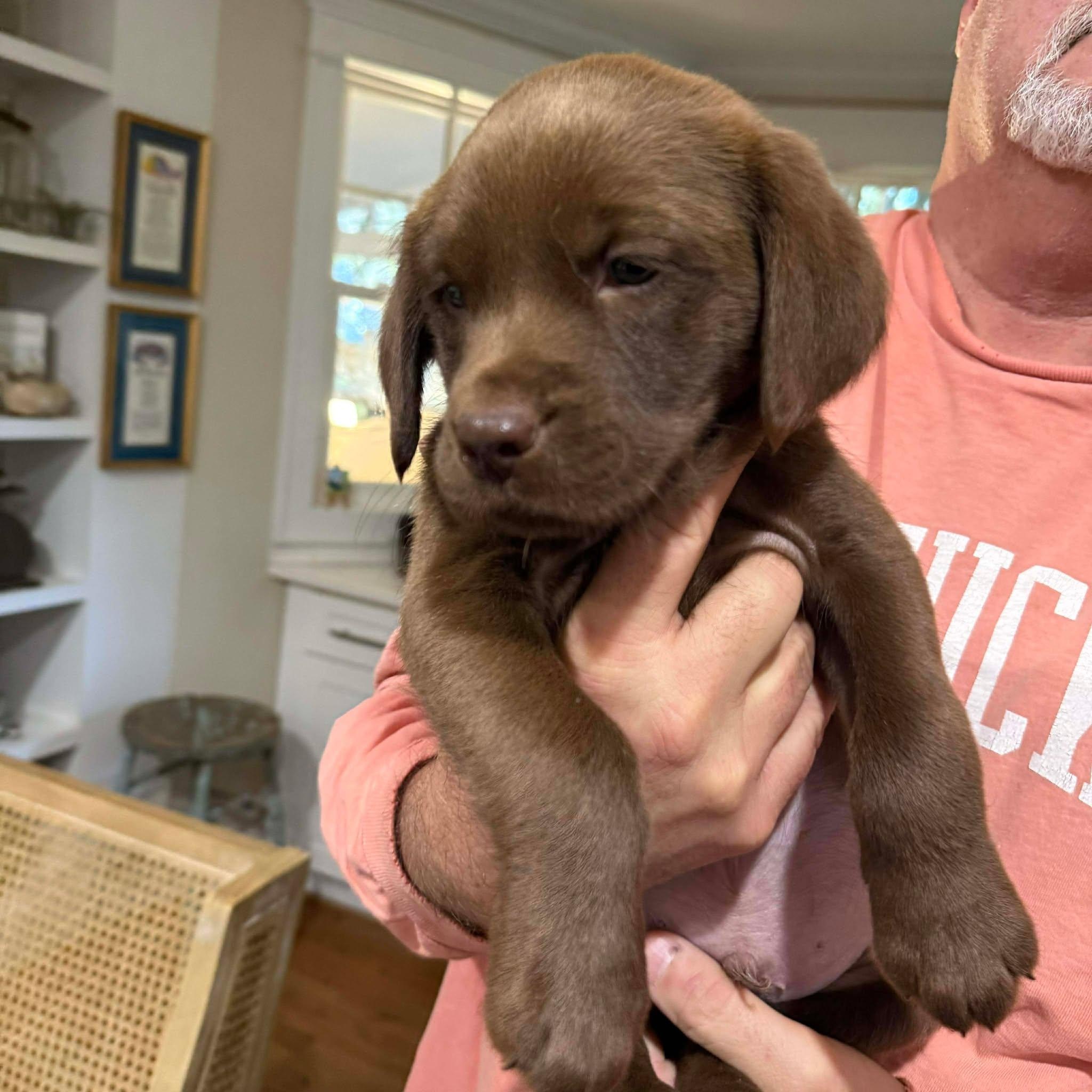 Enlarge Shem, an adopted mixed breed in Wando, SC image 2/2