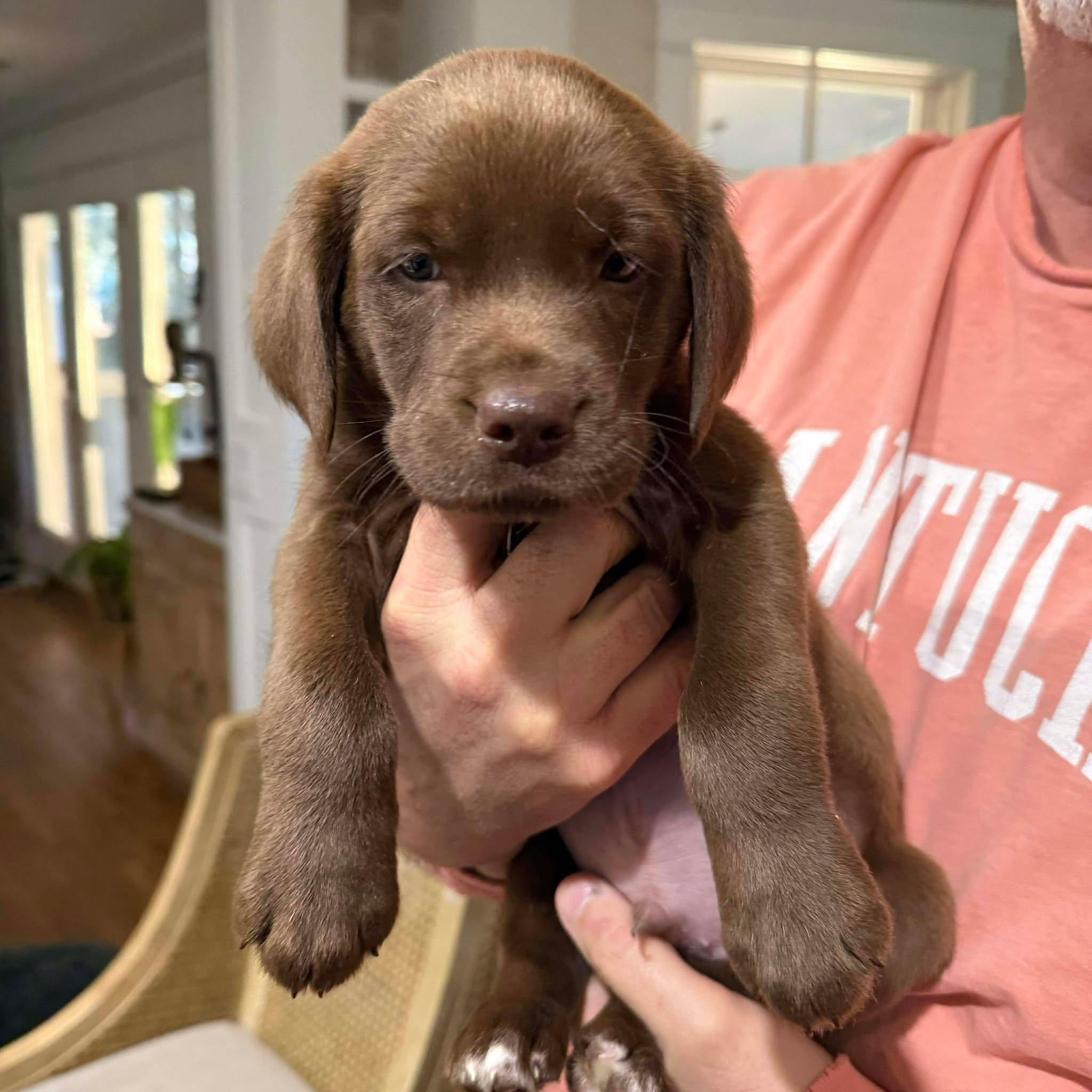 Enlarge Shem, an adopted mixed breed in Wando, SC image 1/2