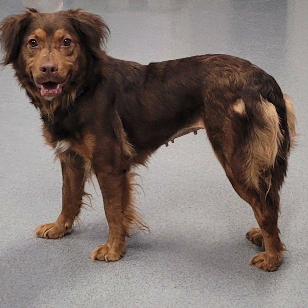 Enlarge Hazel! Sweet Quiet Girl!, an adopted mixed breed in Meriden, CT image 3/6